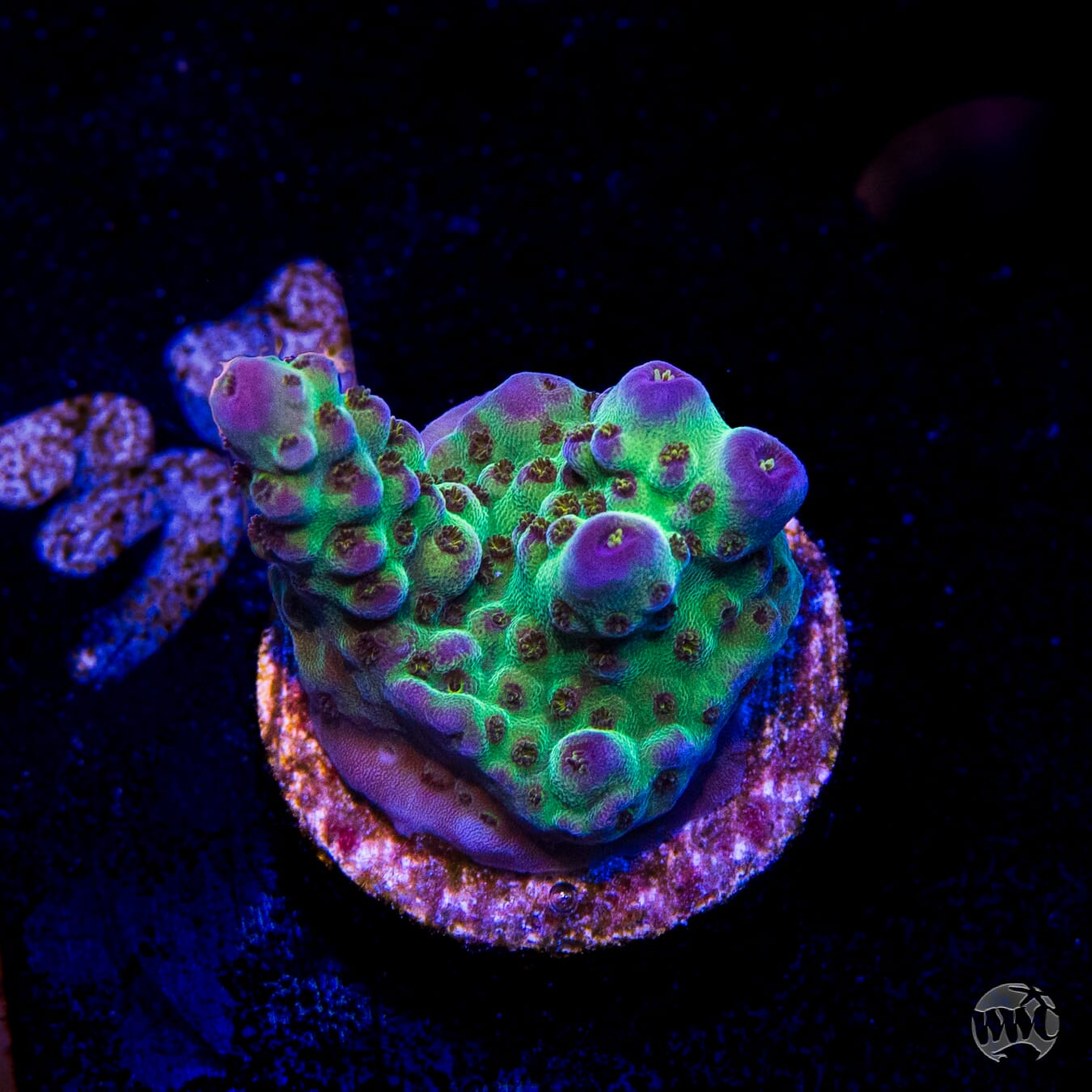 Jason Fox Sour Twist Acropora