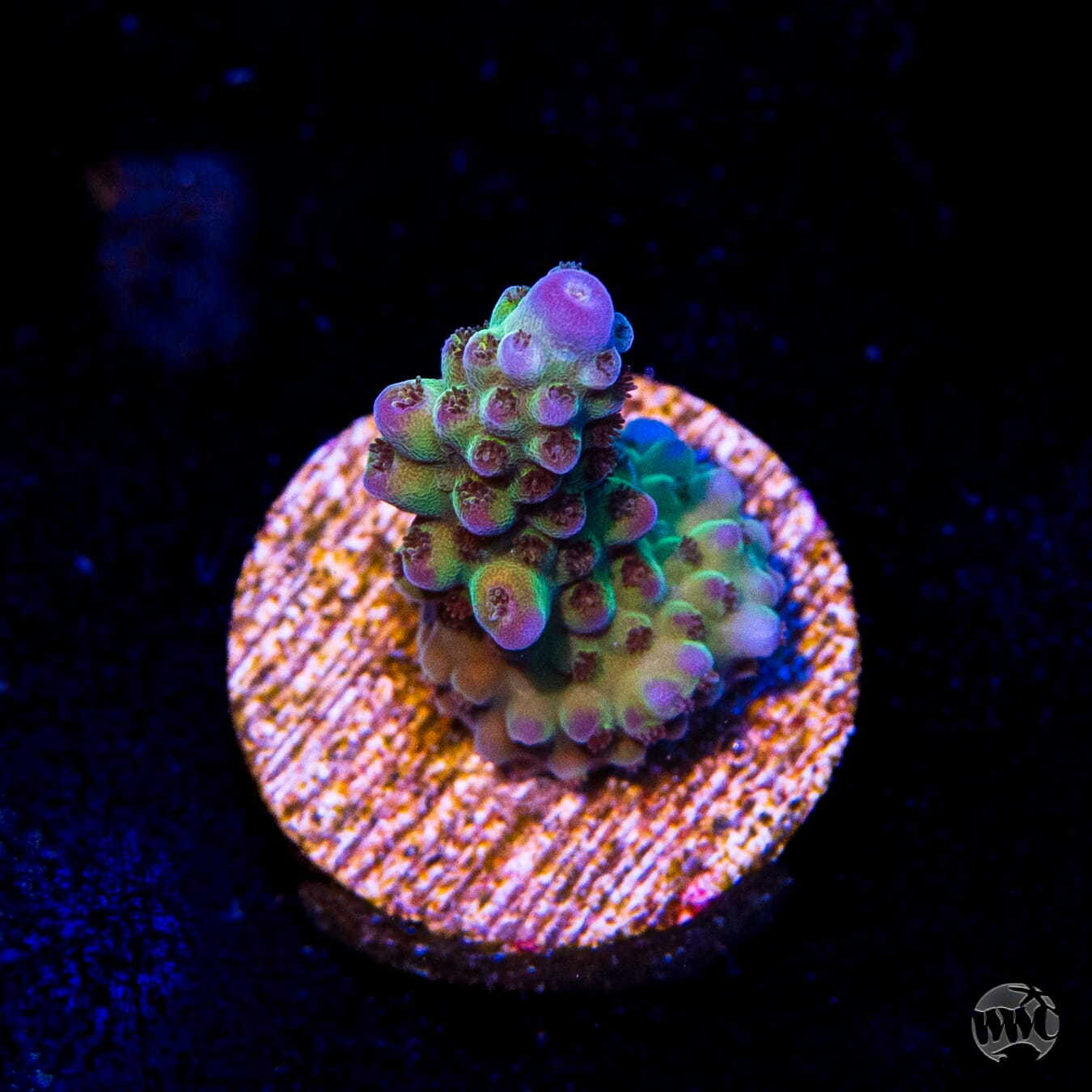 Jason Fox Sour Twist Acropora