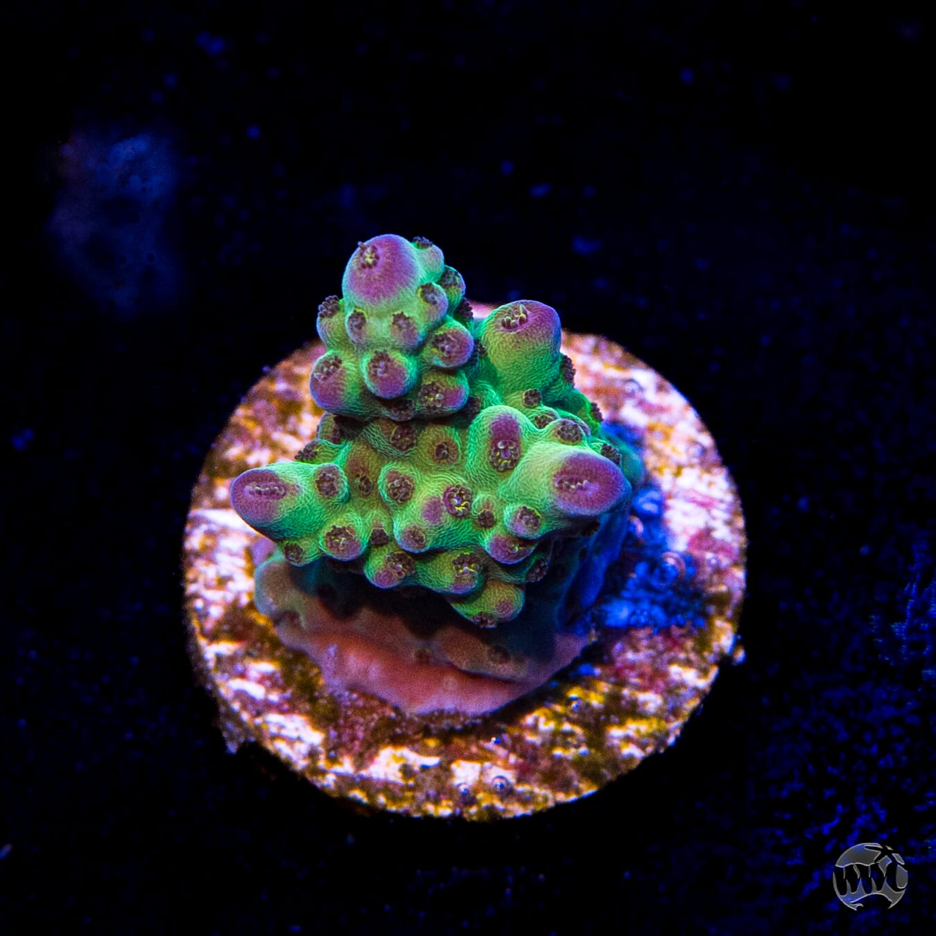 Jason Fox Sour Twist Acropora