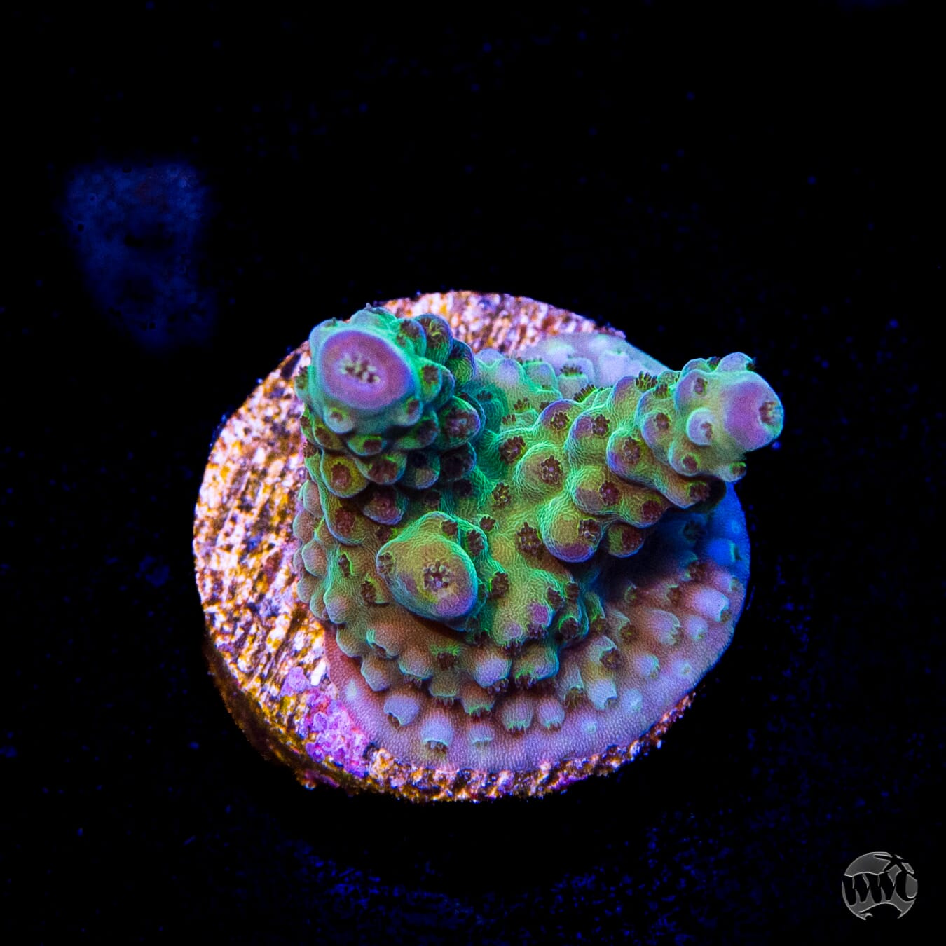 Jason Fox Sour Twist Acropora