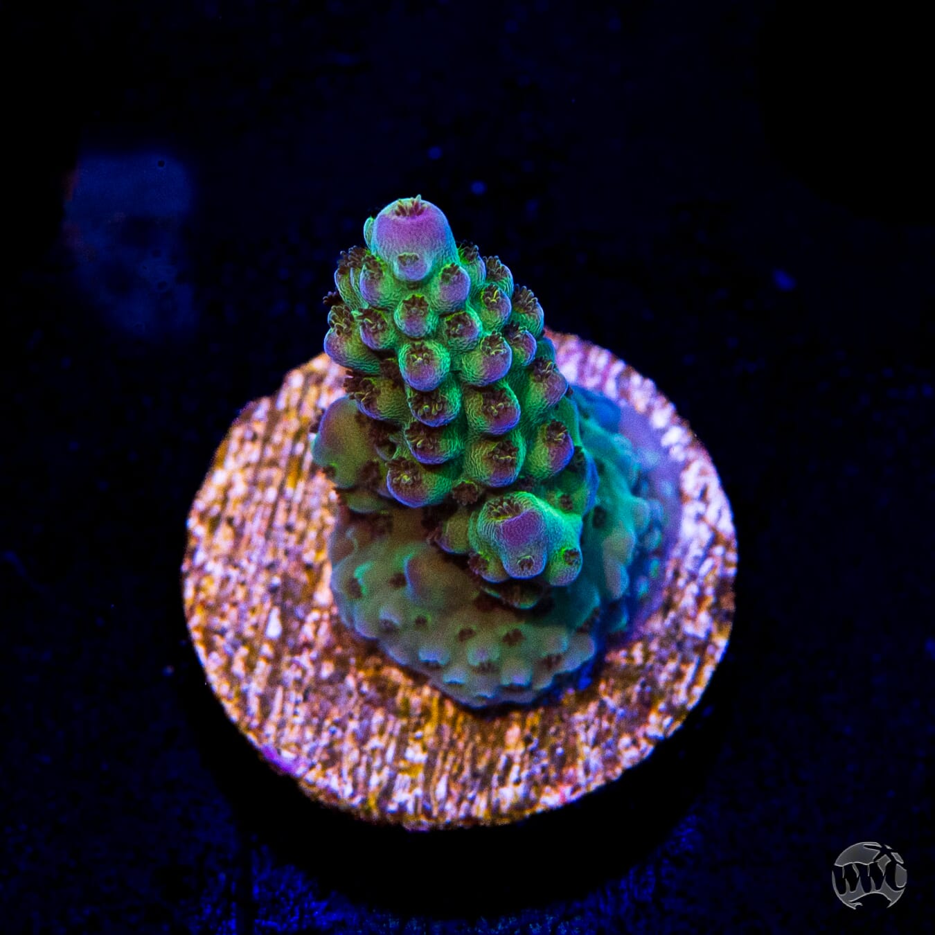 Jason Fox Sour Twist Acropora