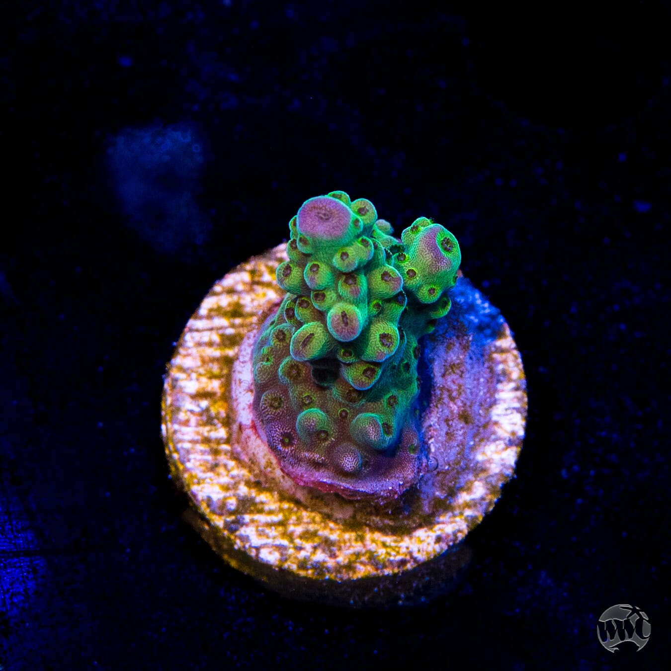 Jason Fox Sour Twist Acropora