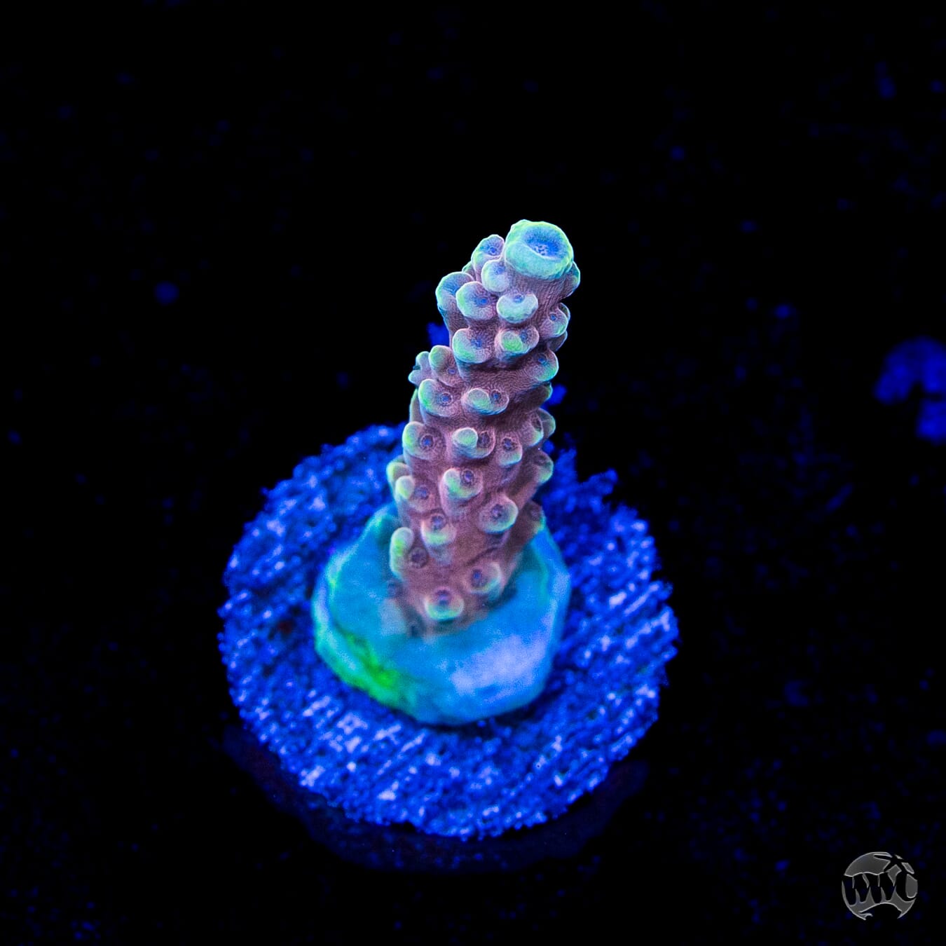 WWC Inner Planet Acropora