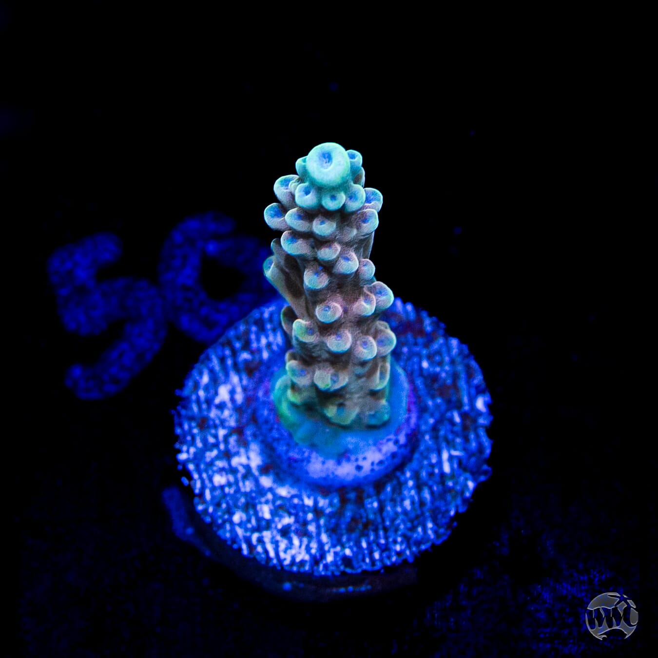 WWC Inner Planet Acropora