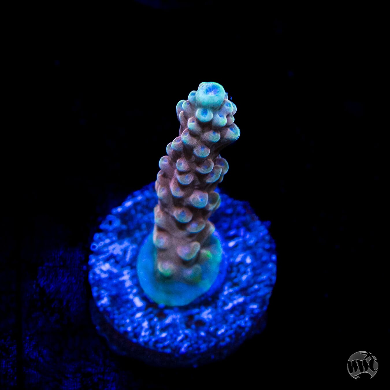 WWC Inner Planet Acropora