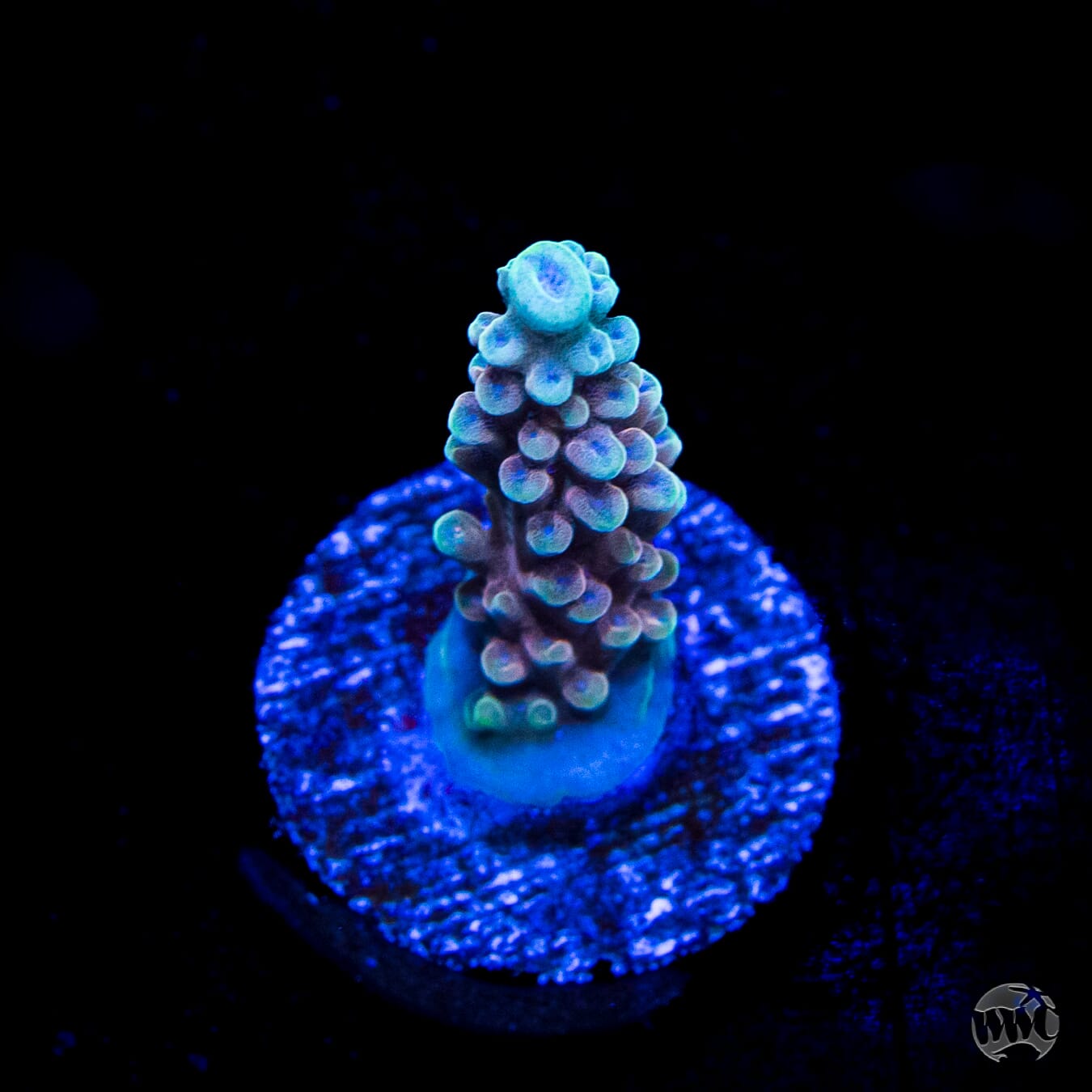 WWC Inner Planet Acropora