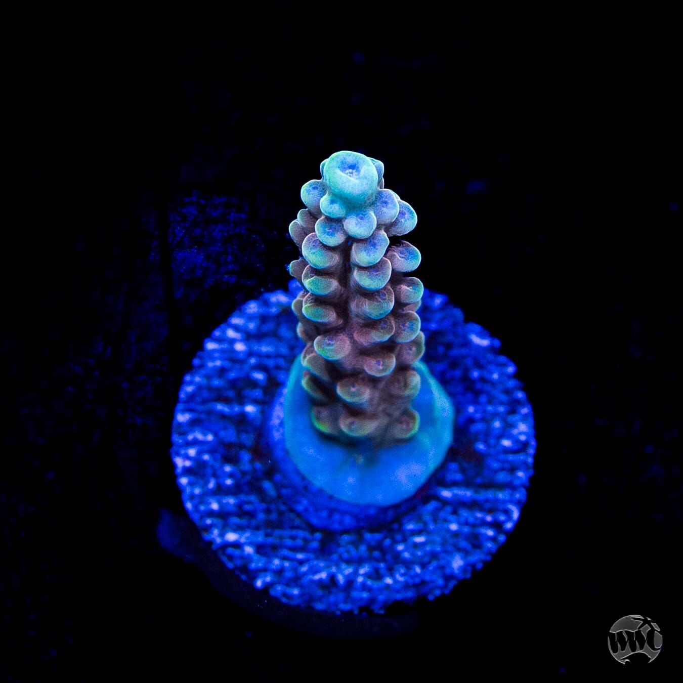 WWC Inner Planet Acropora