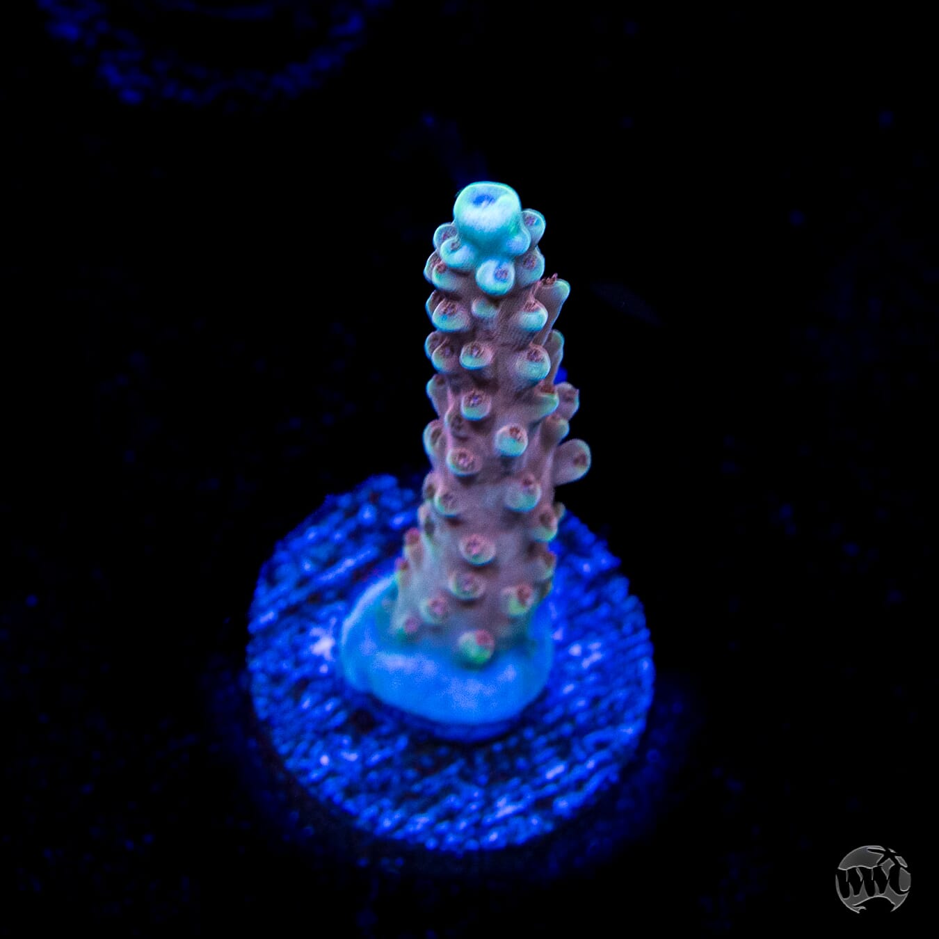 WWC Inner Planet Acropora