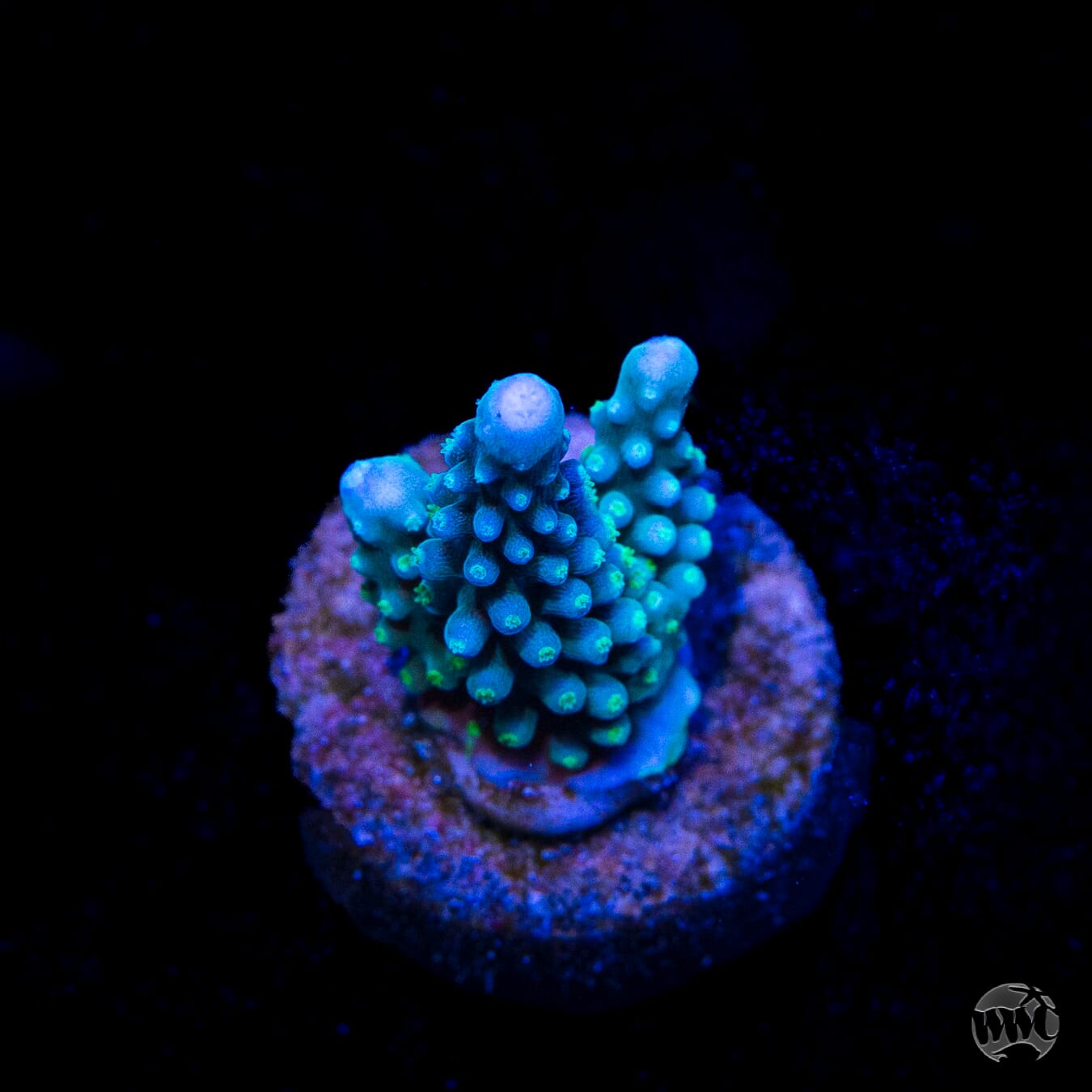 WWC Blue Lightning Stag Acropora