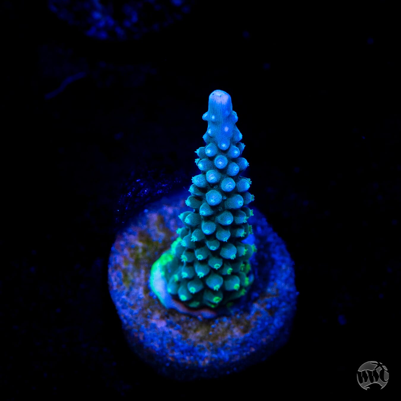 WWC Blue Lightning Stag Acropora