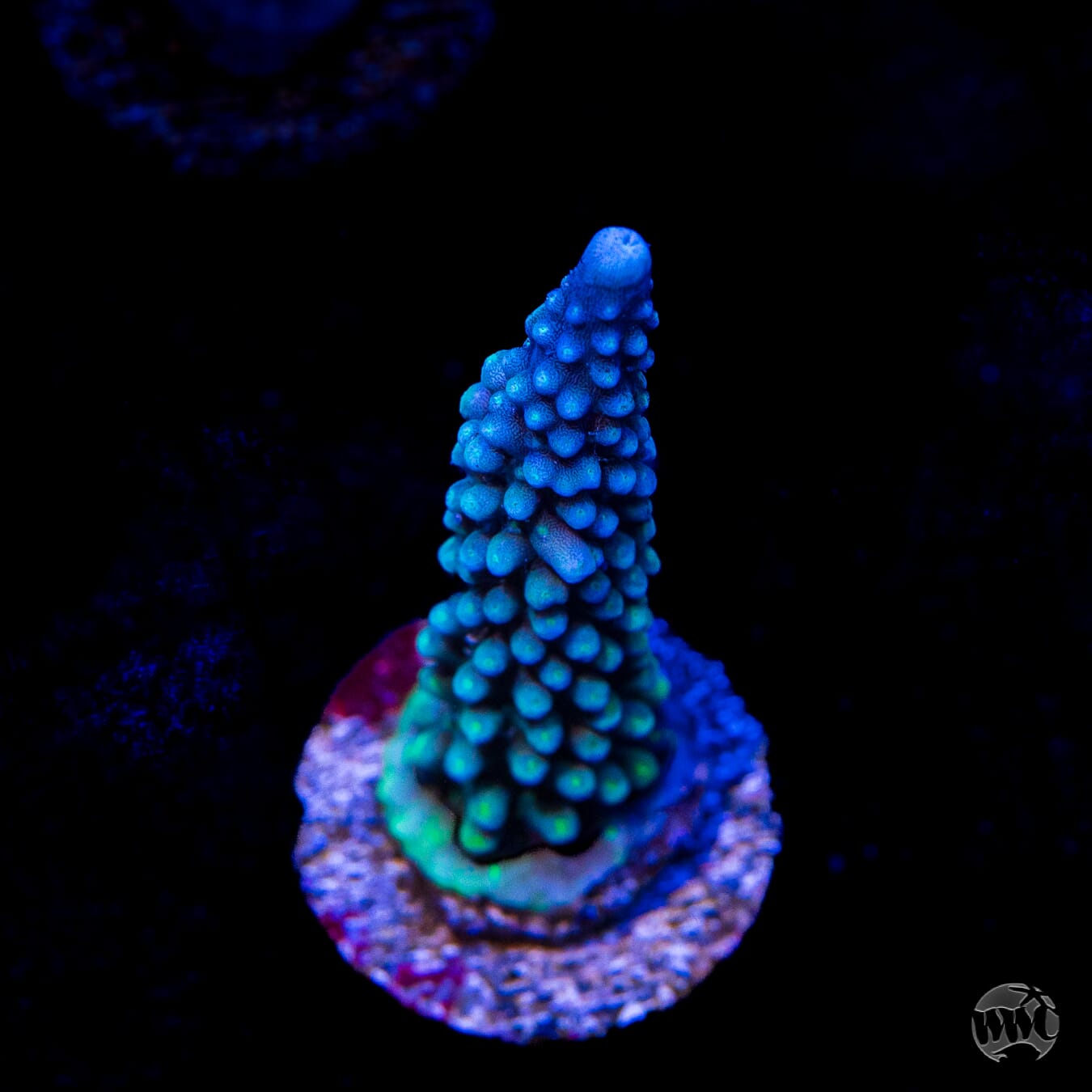 WWC Blue Lightning Stag Acropora