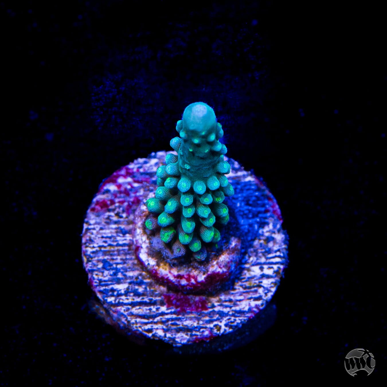 WWC Blue Lightning Stag Acropora