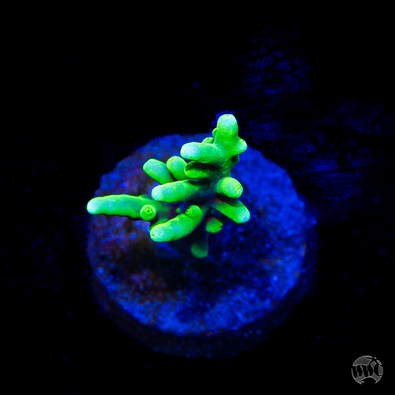 WWC Moonshine Acropora
