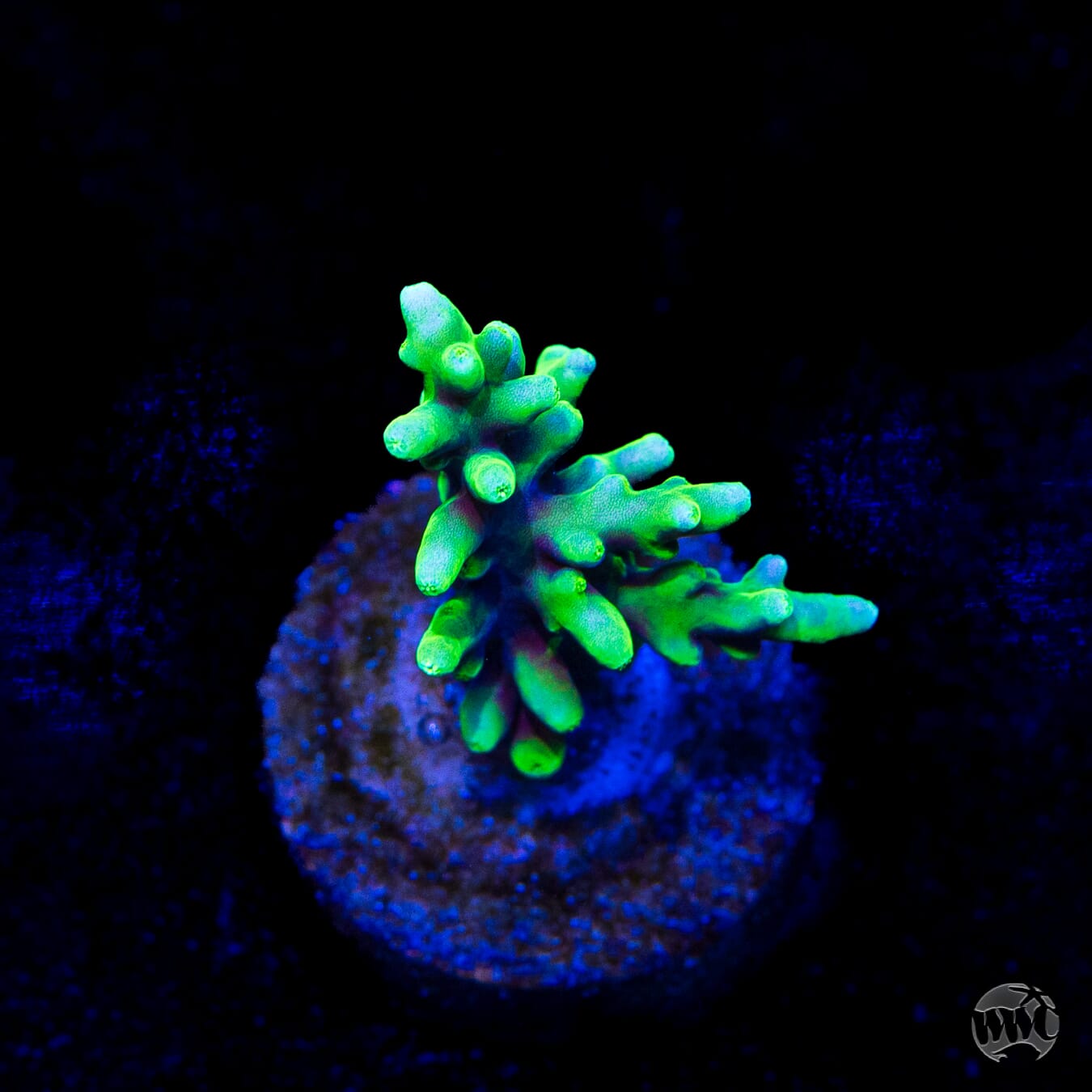 WWC Moonshine Acropora