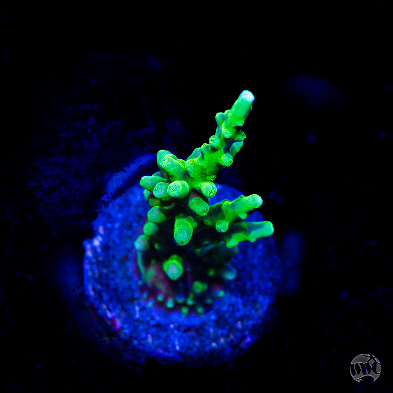 WWC Moonshine Acropora