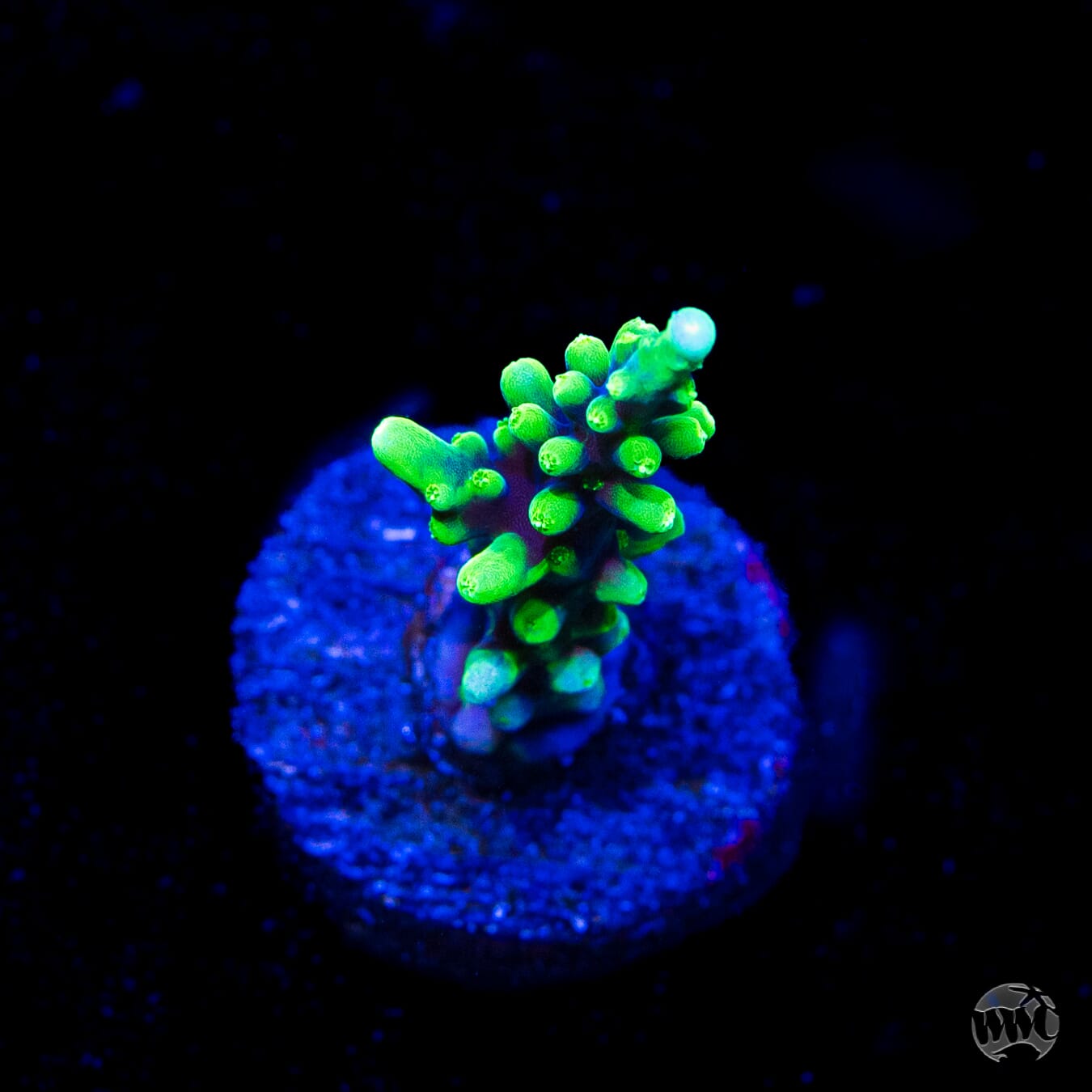 WWC Moonshine Acropora