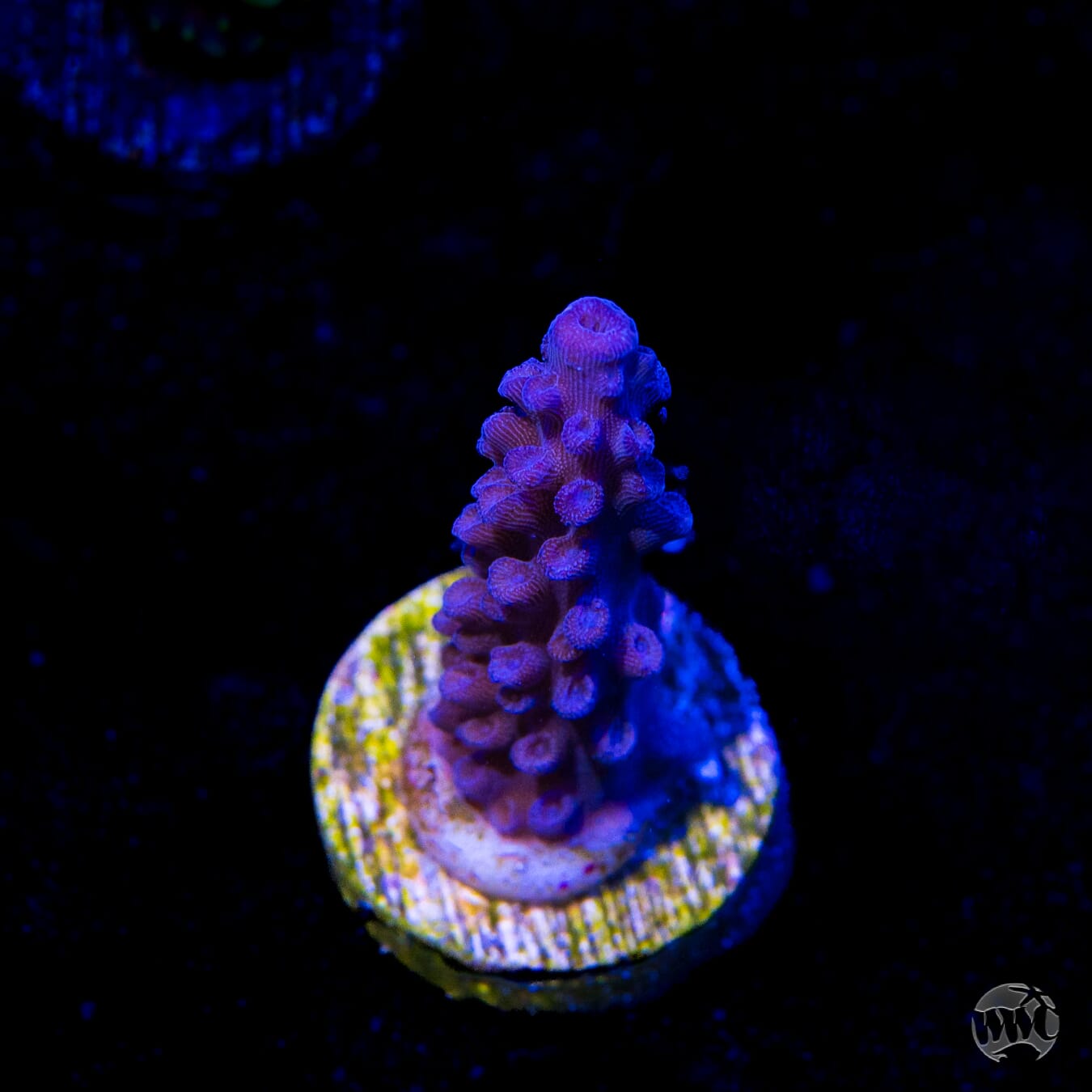 Blue Slimer Acropora