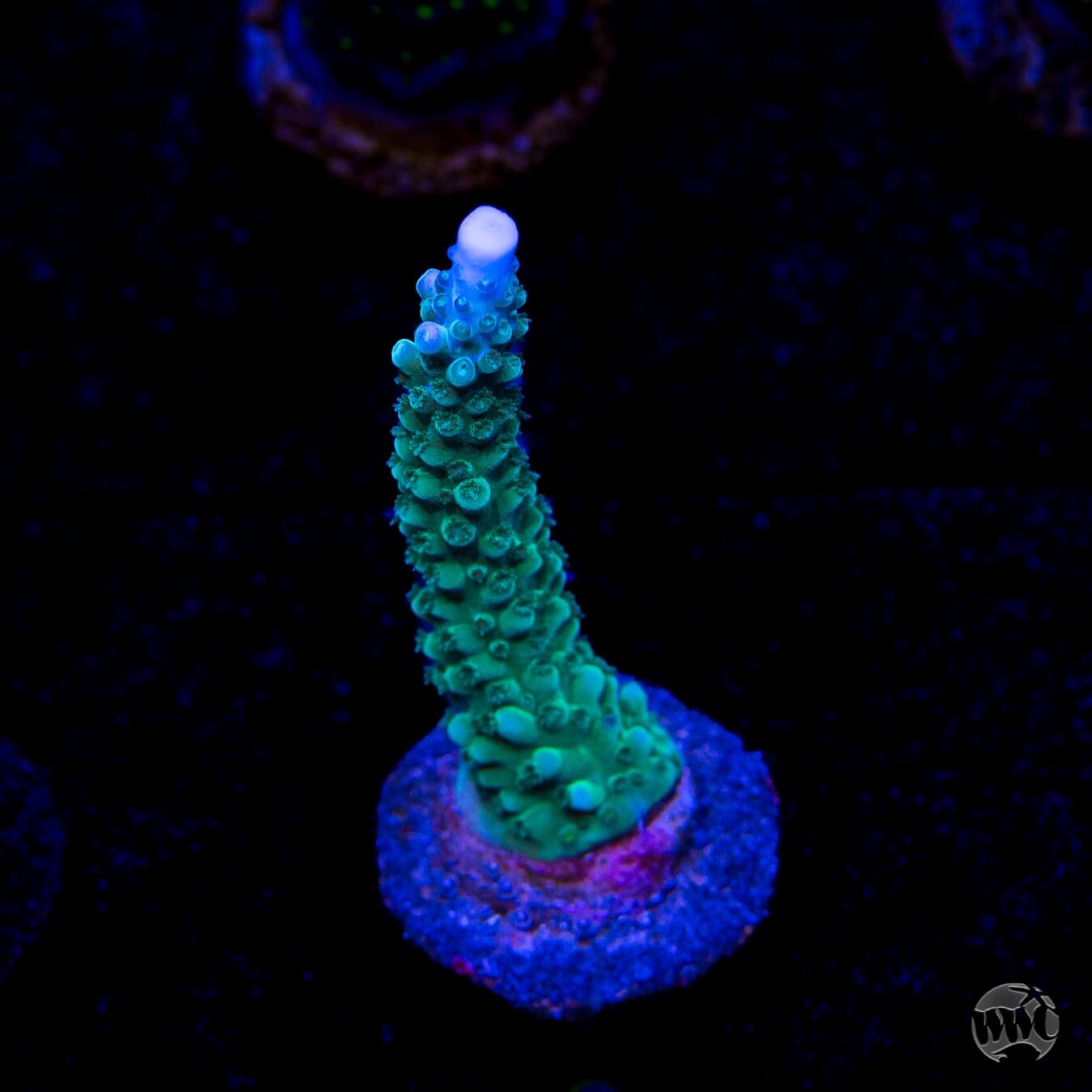 WWC Green Lightning Stag Acropora