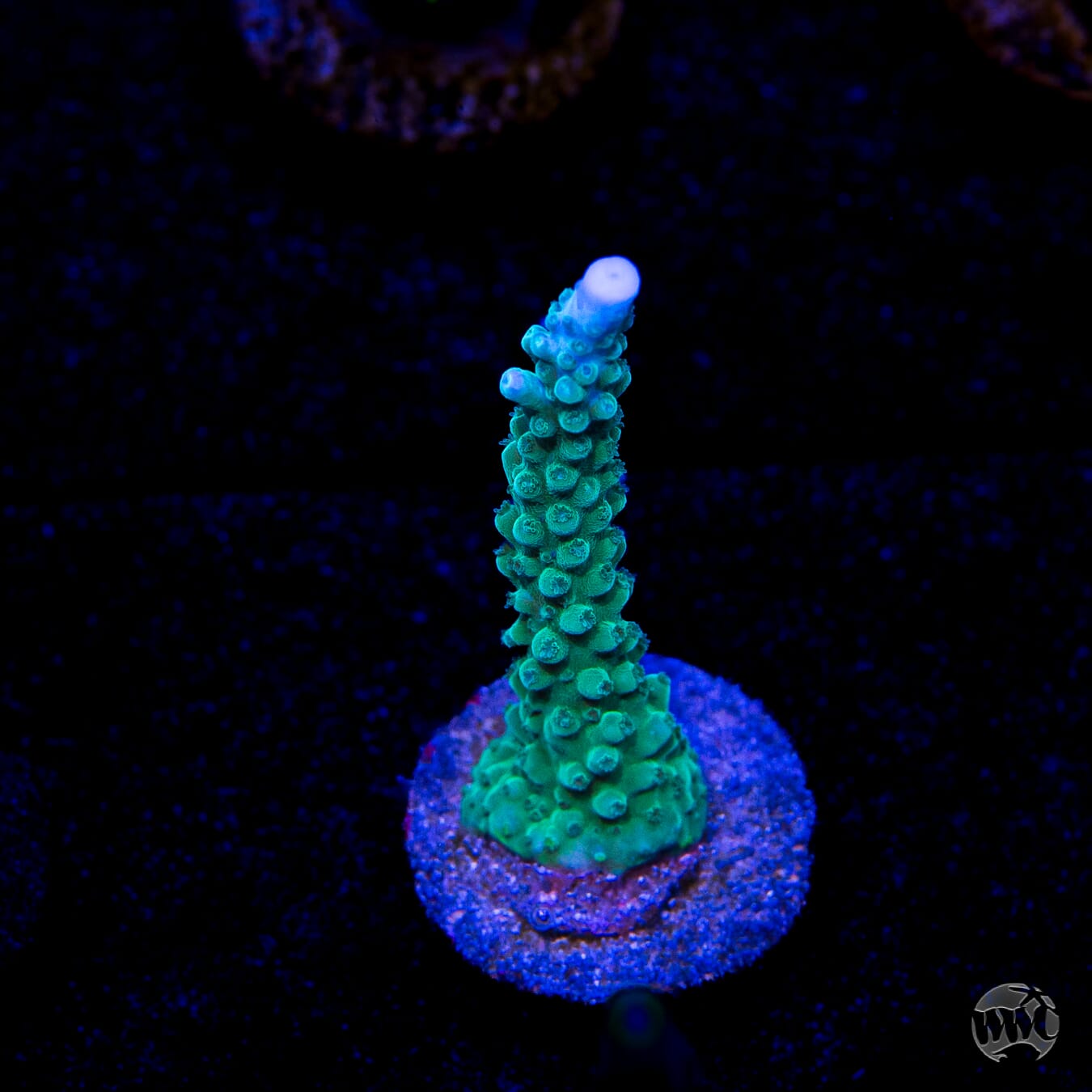 WWC Green Lightning Stag Acropora