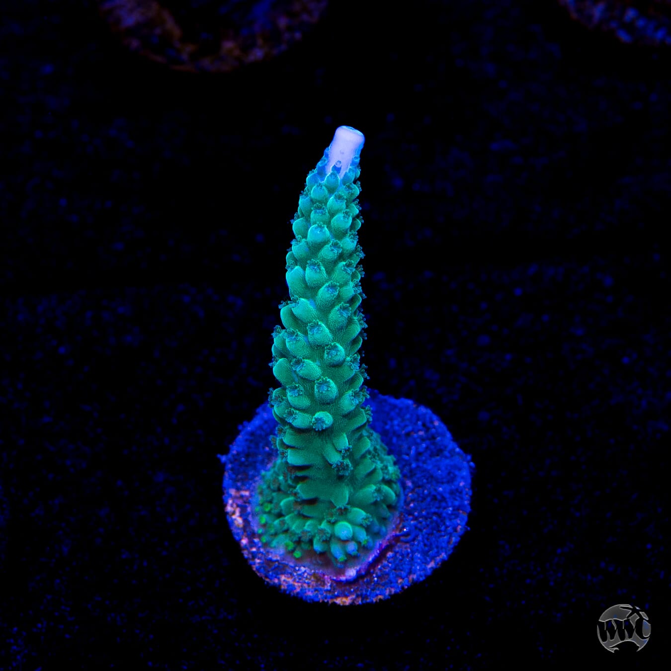 WWC Green Lightning Stag Acropora
