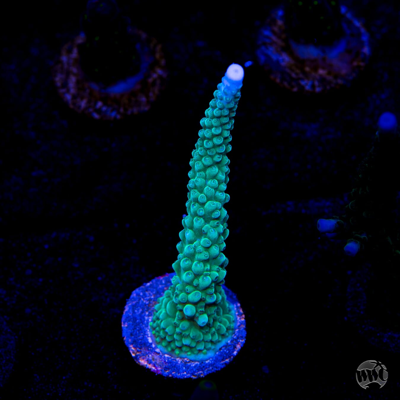WWC Green Lightning Stag Acropora