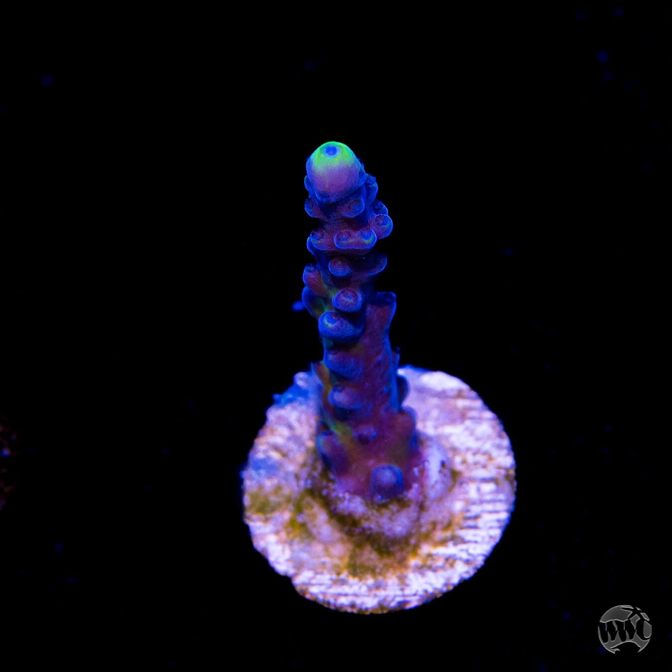 WWC Yellow Tips Austera Acropora