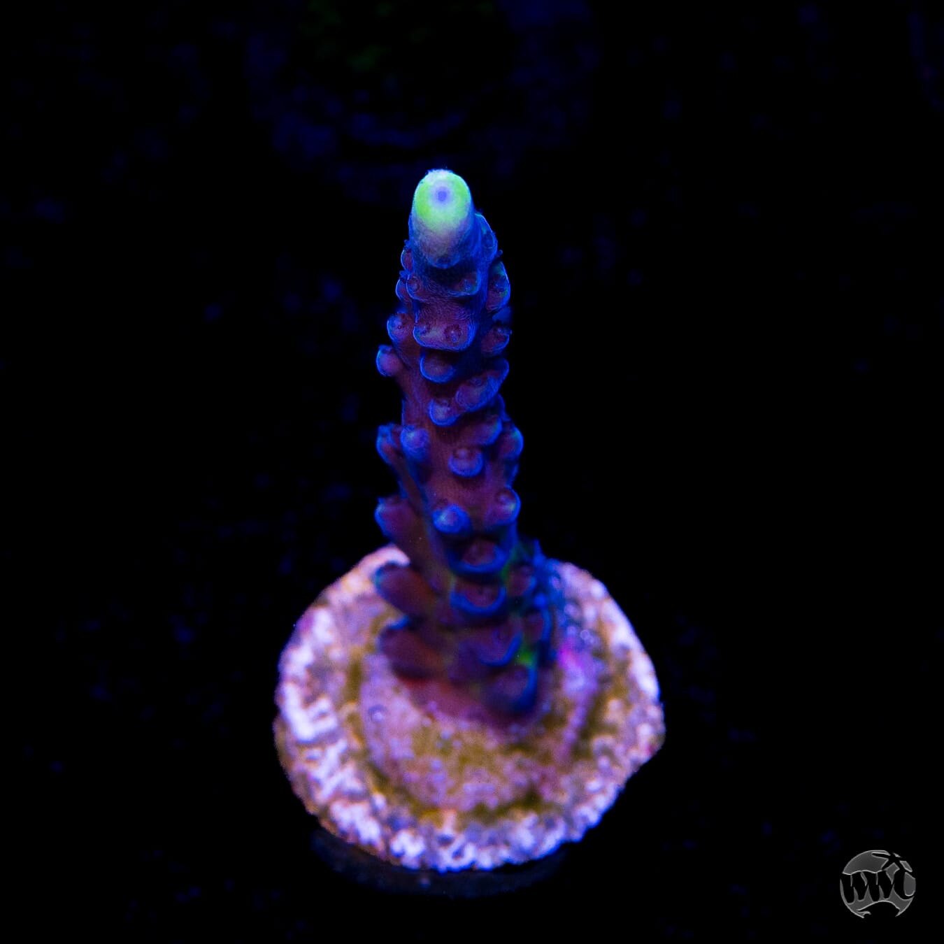 WWC Yellow Tips Austera Acropora