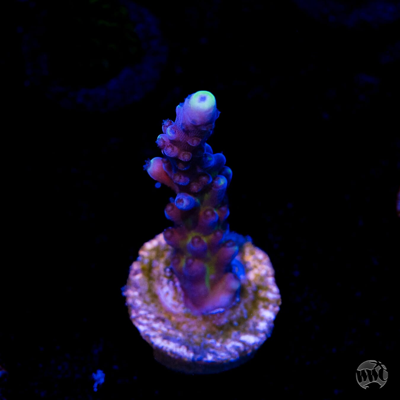 WWC Yellow Tips Austera Acropora