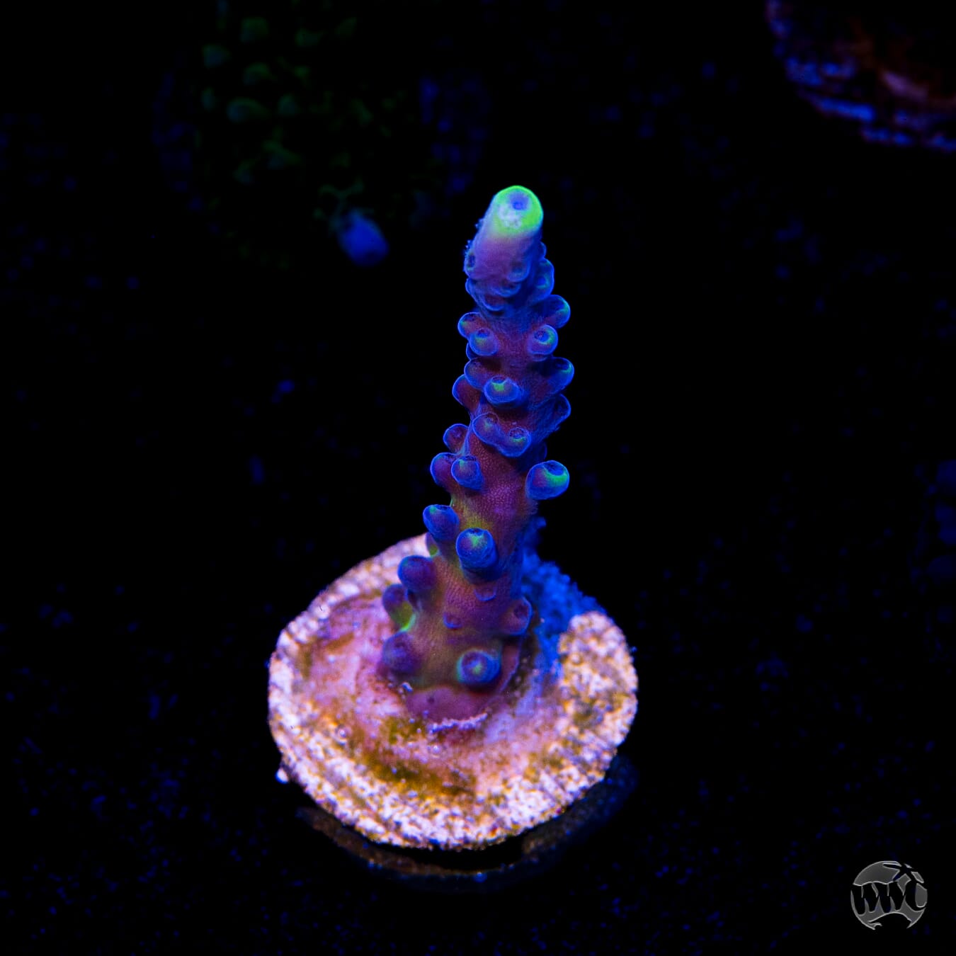 WWC Yellow Tips Austera Acropora
