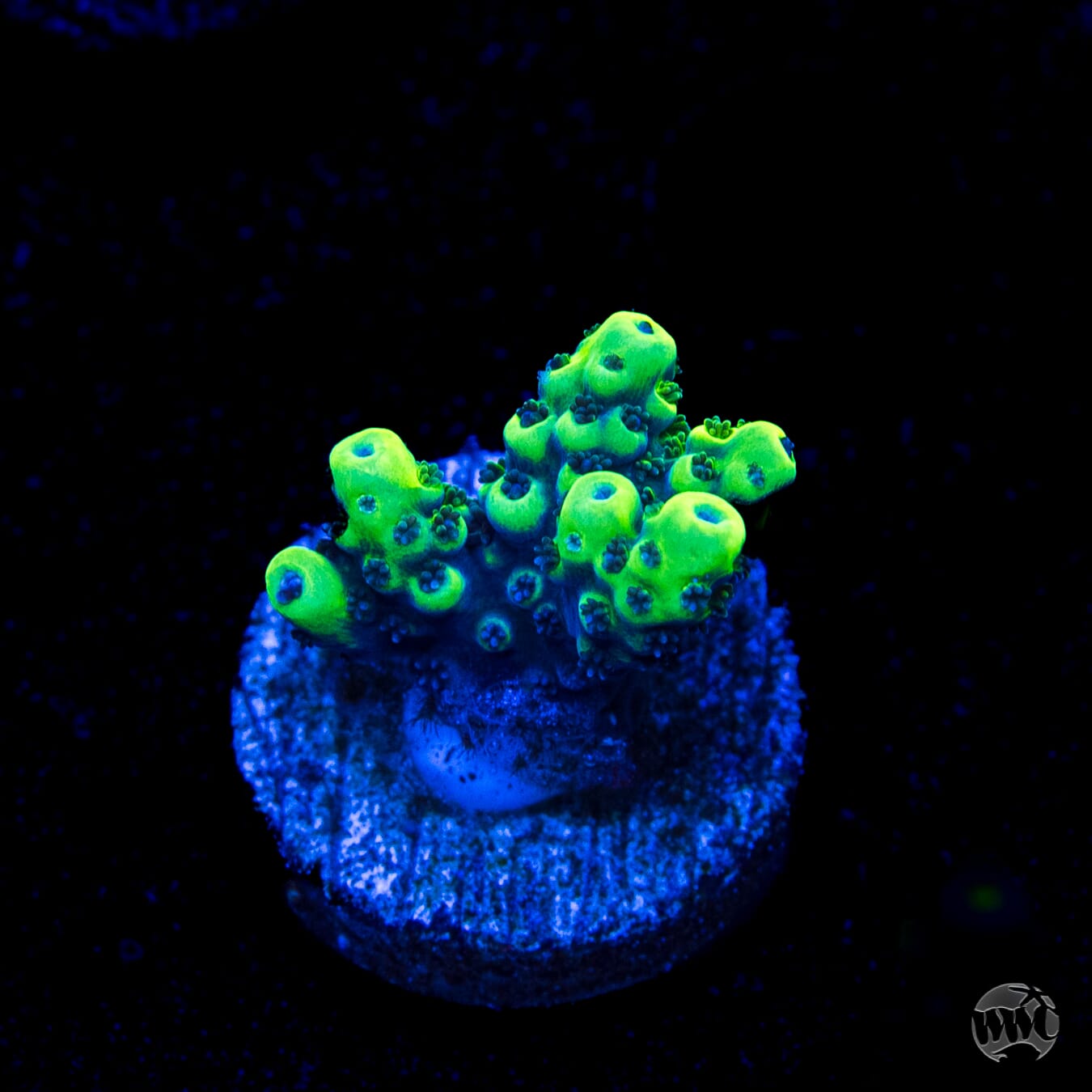 WWC Sharkbite Acropora