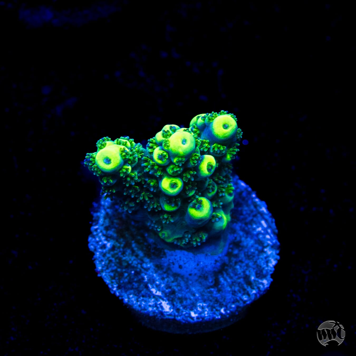 WWC Sharkbite Acropora