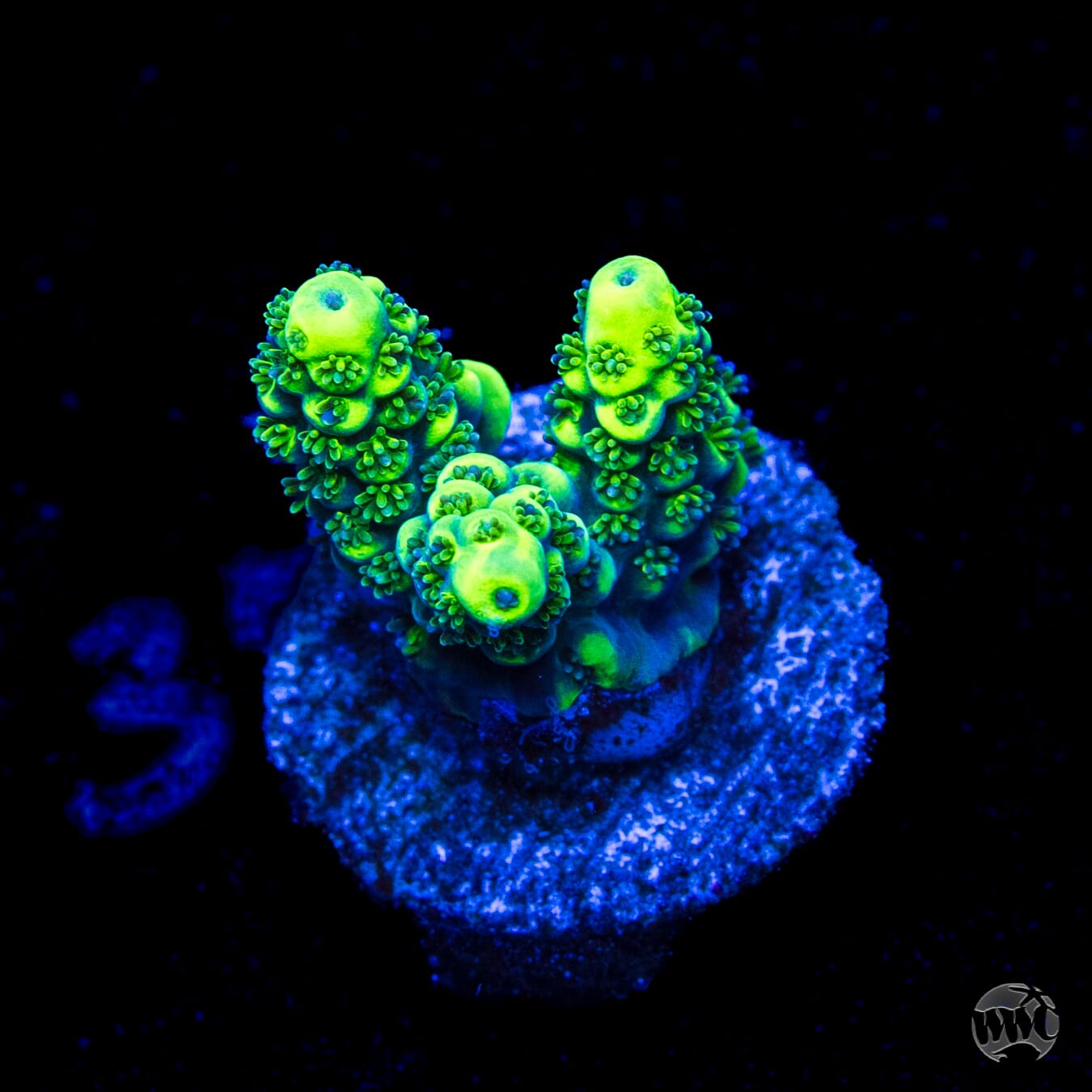 WWC Sharkbite Acropora