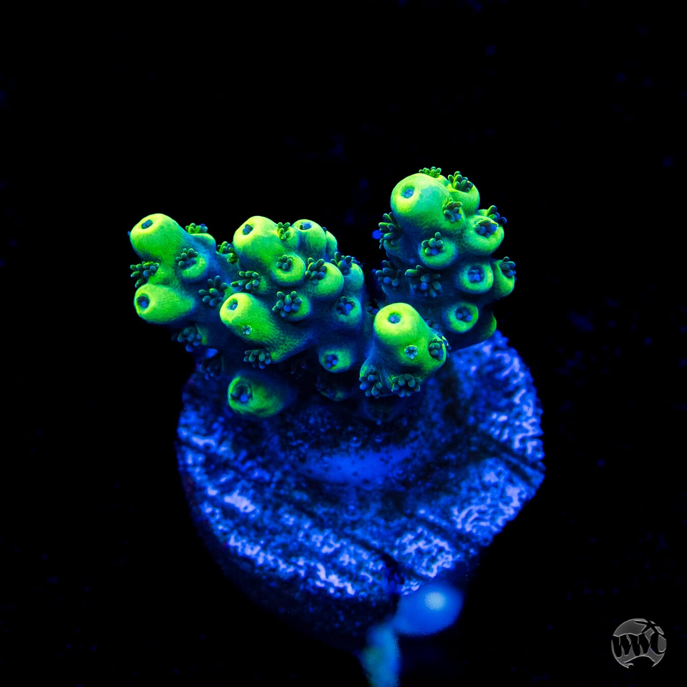 WWC Sharkbite Acropora