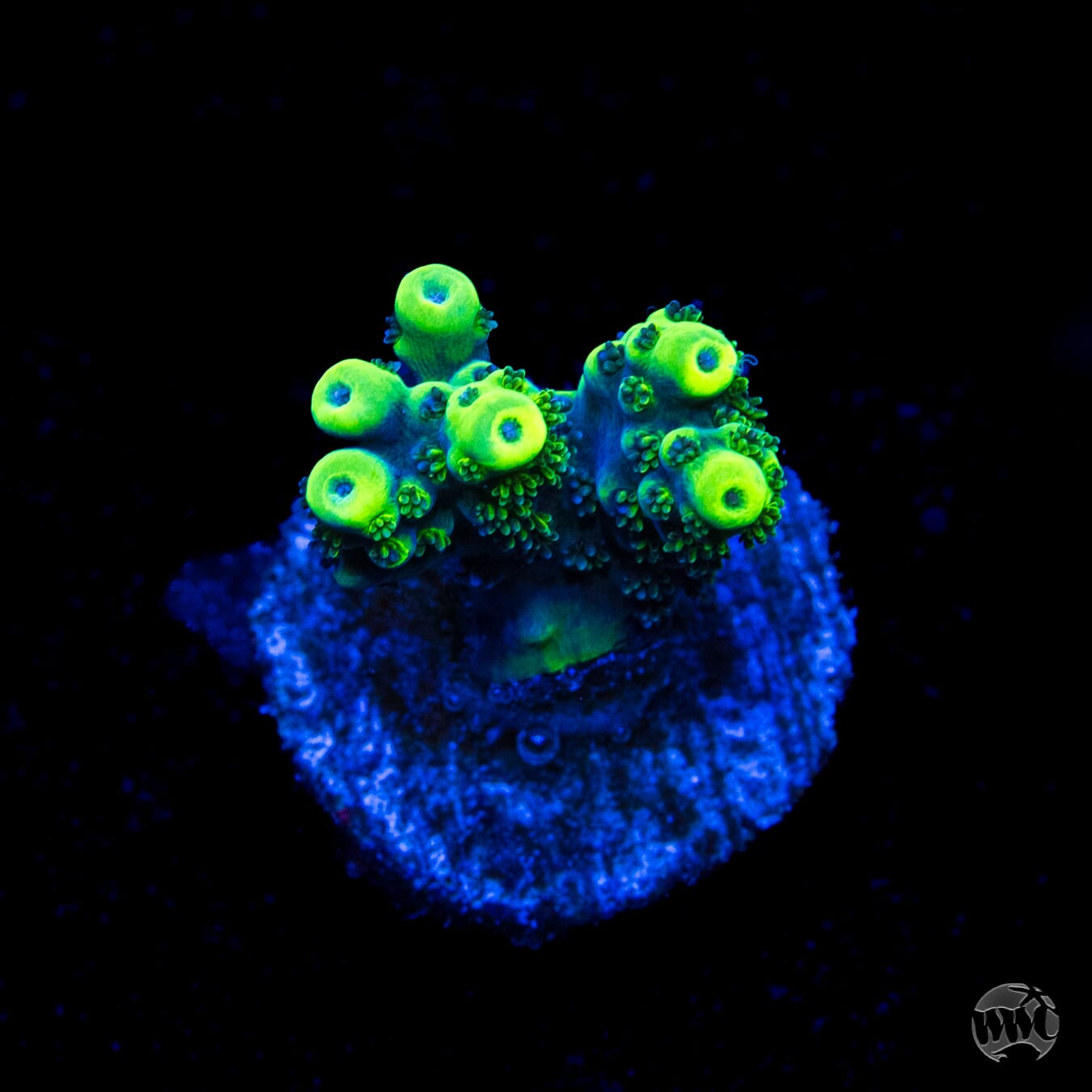 WWC Sharkbite Acropora