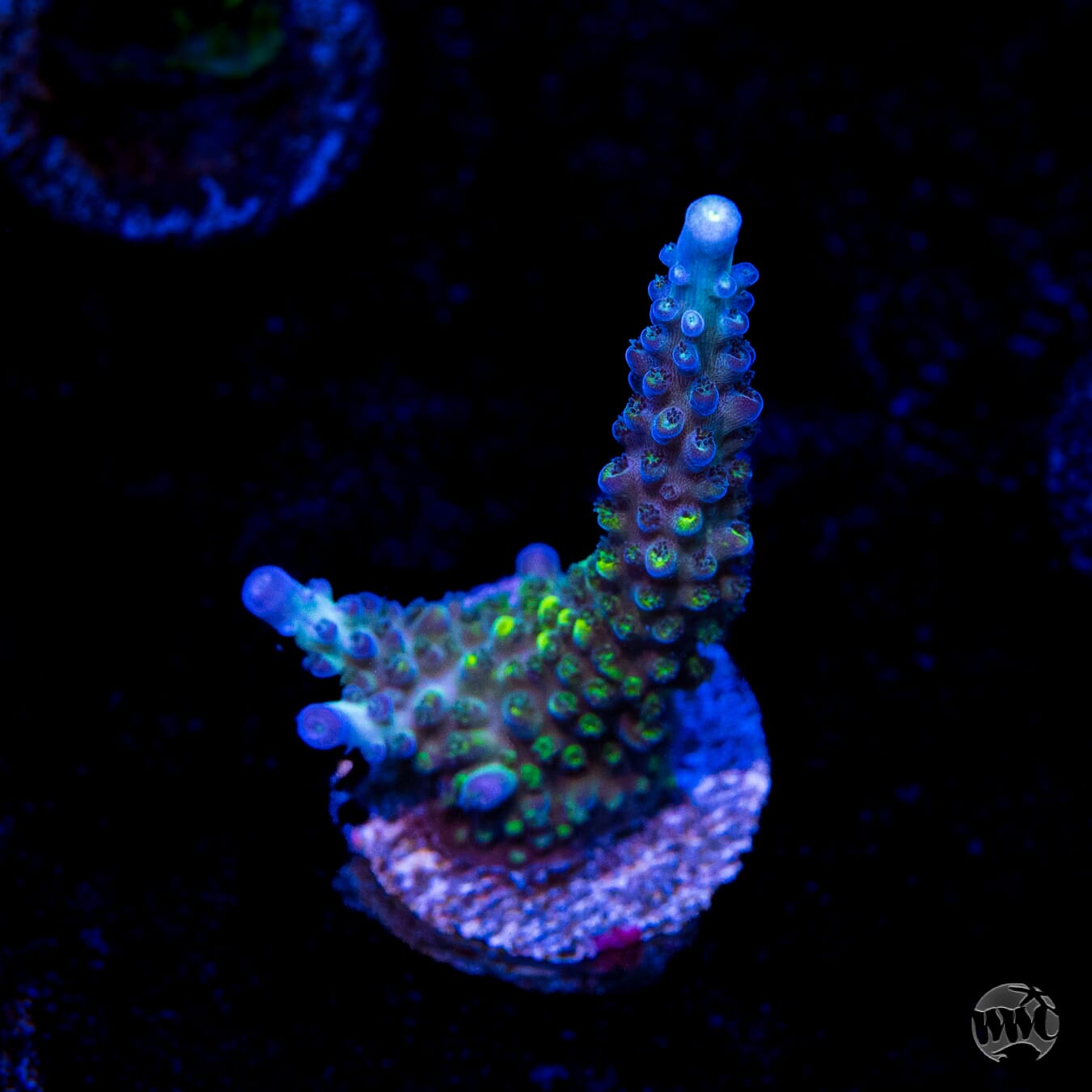 WWC Cowabunga Acropora