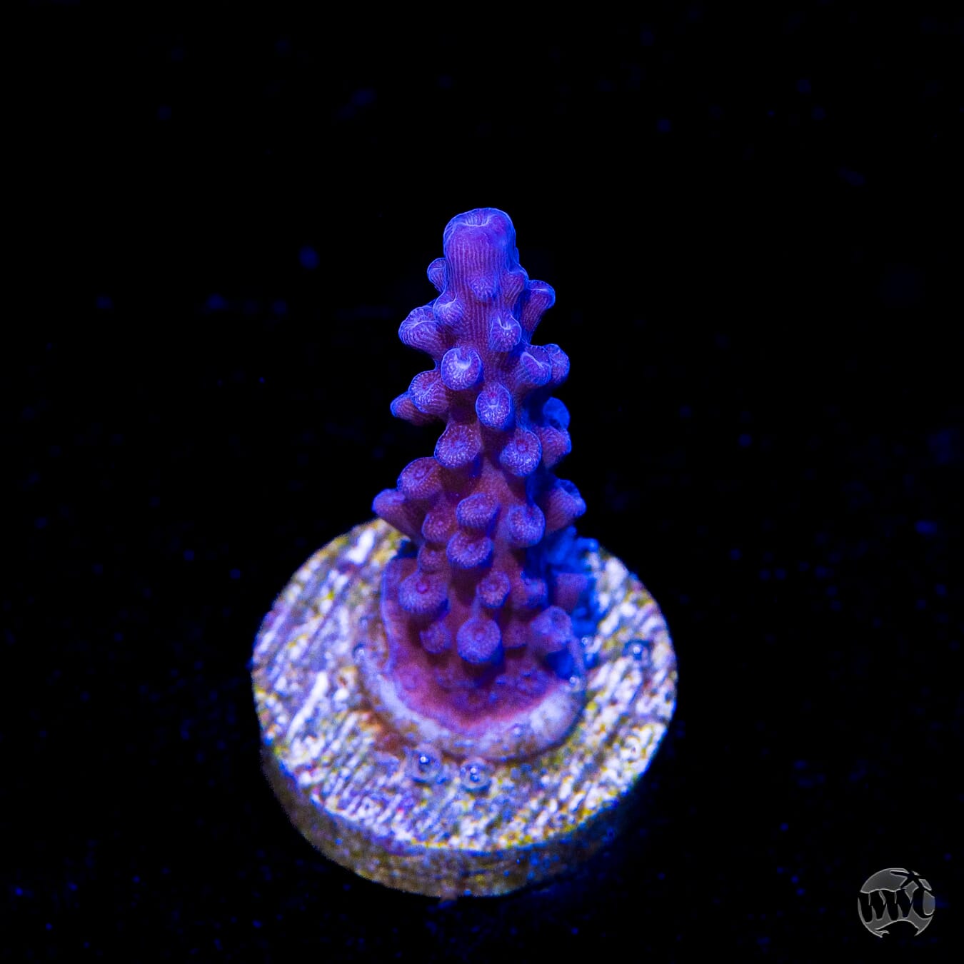 Blue Slimer Acropora