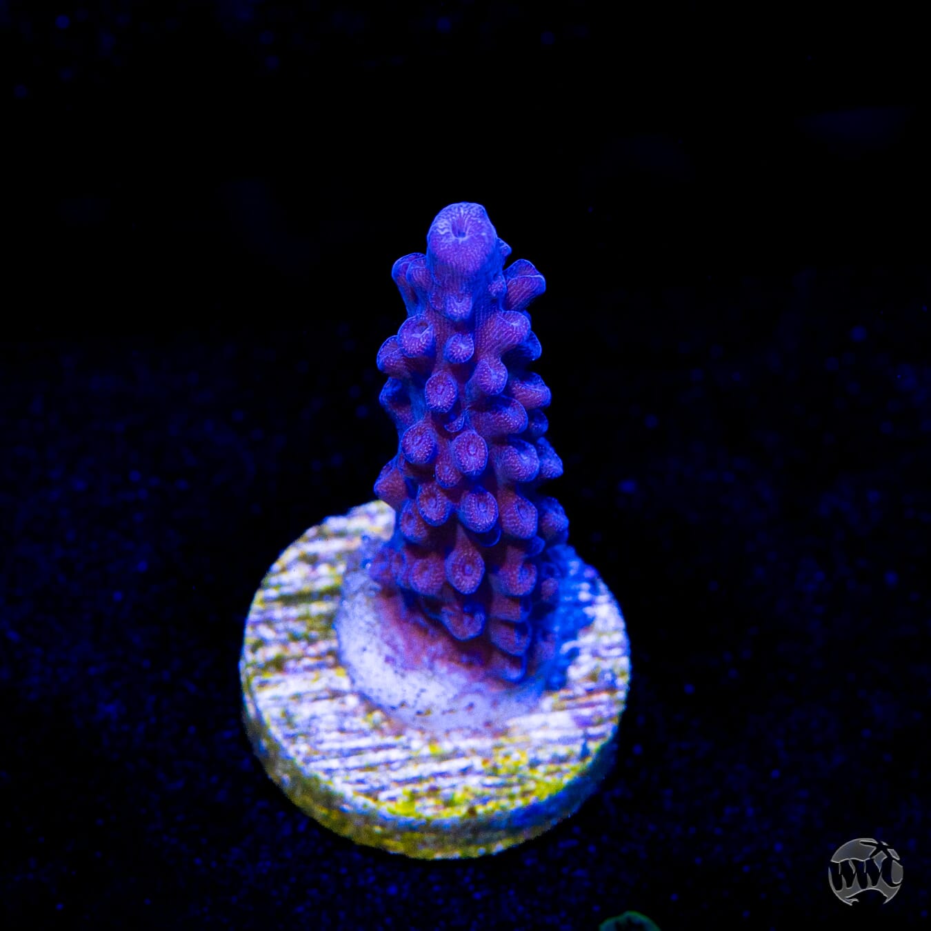 Blue Slimer Acropora