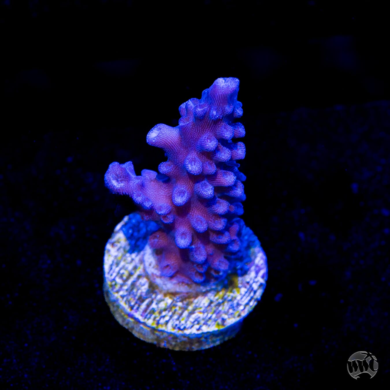 Blue Slimer Acropora