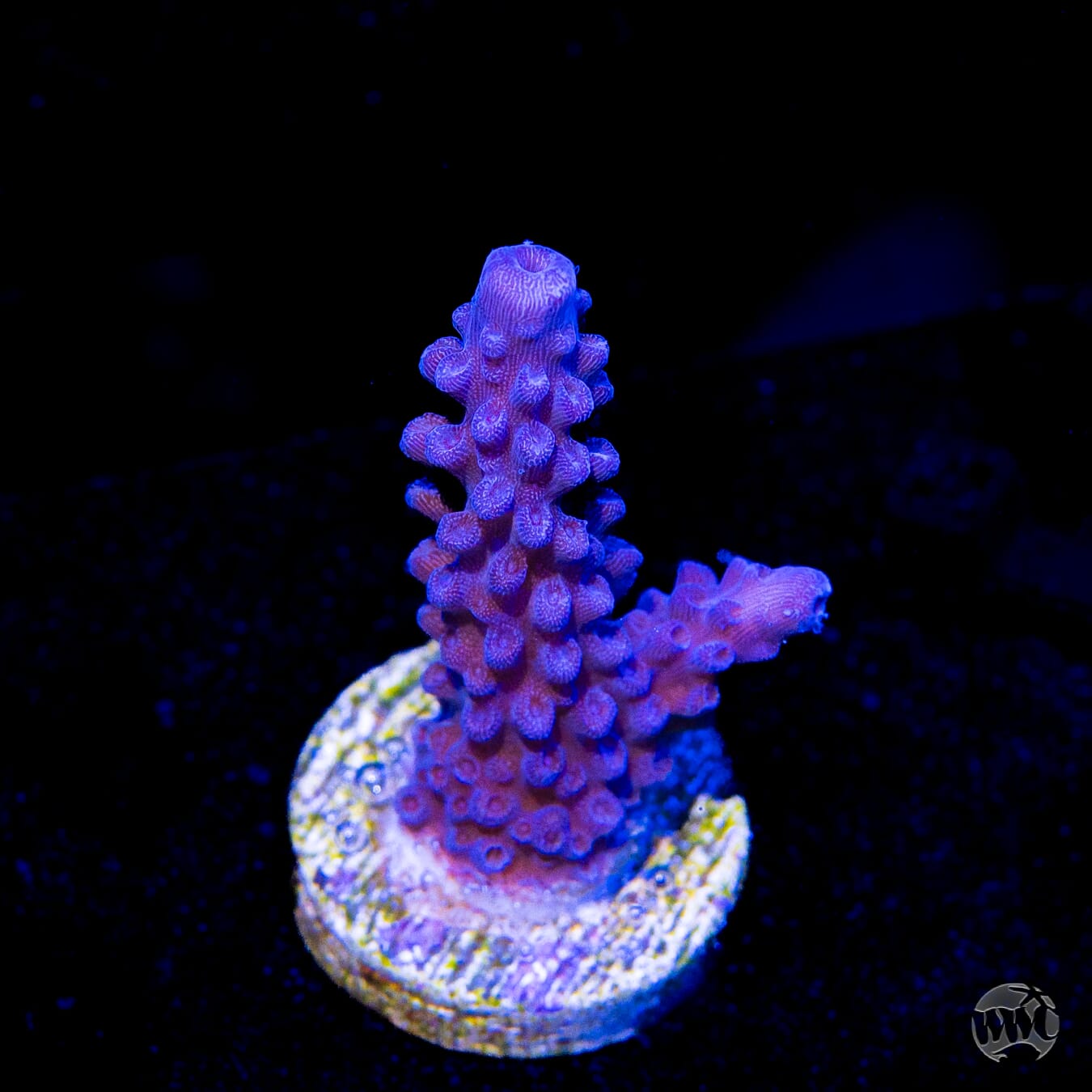 Blue Slimer Acropora