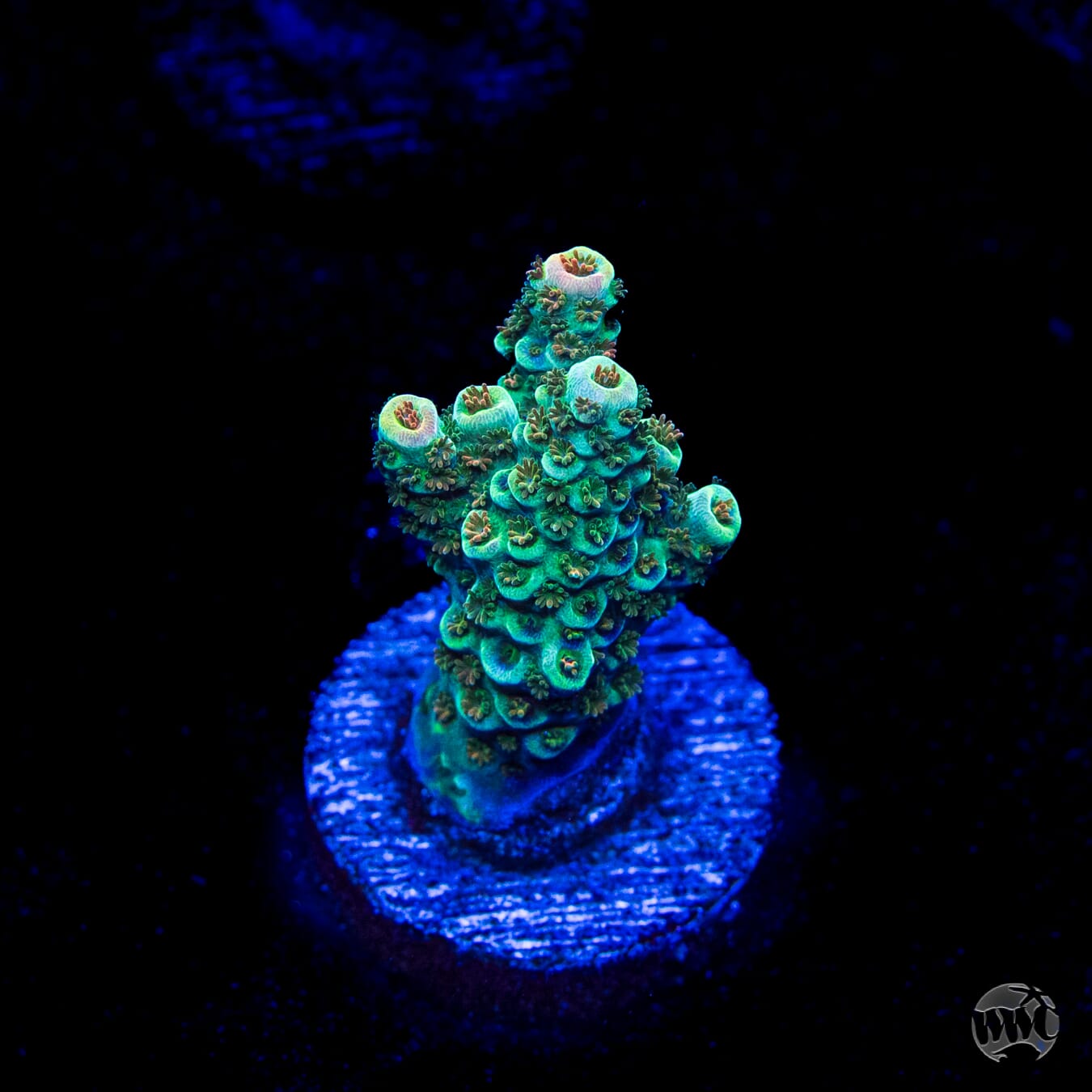 Bill Murray Acropora