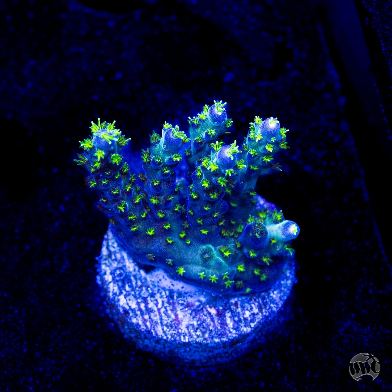 WWC Aussie Special Acropora
