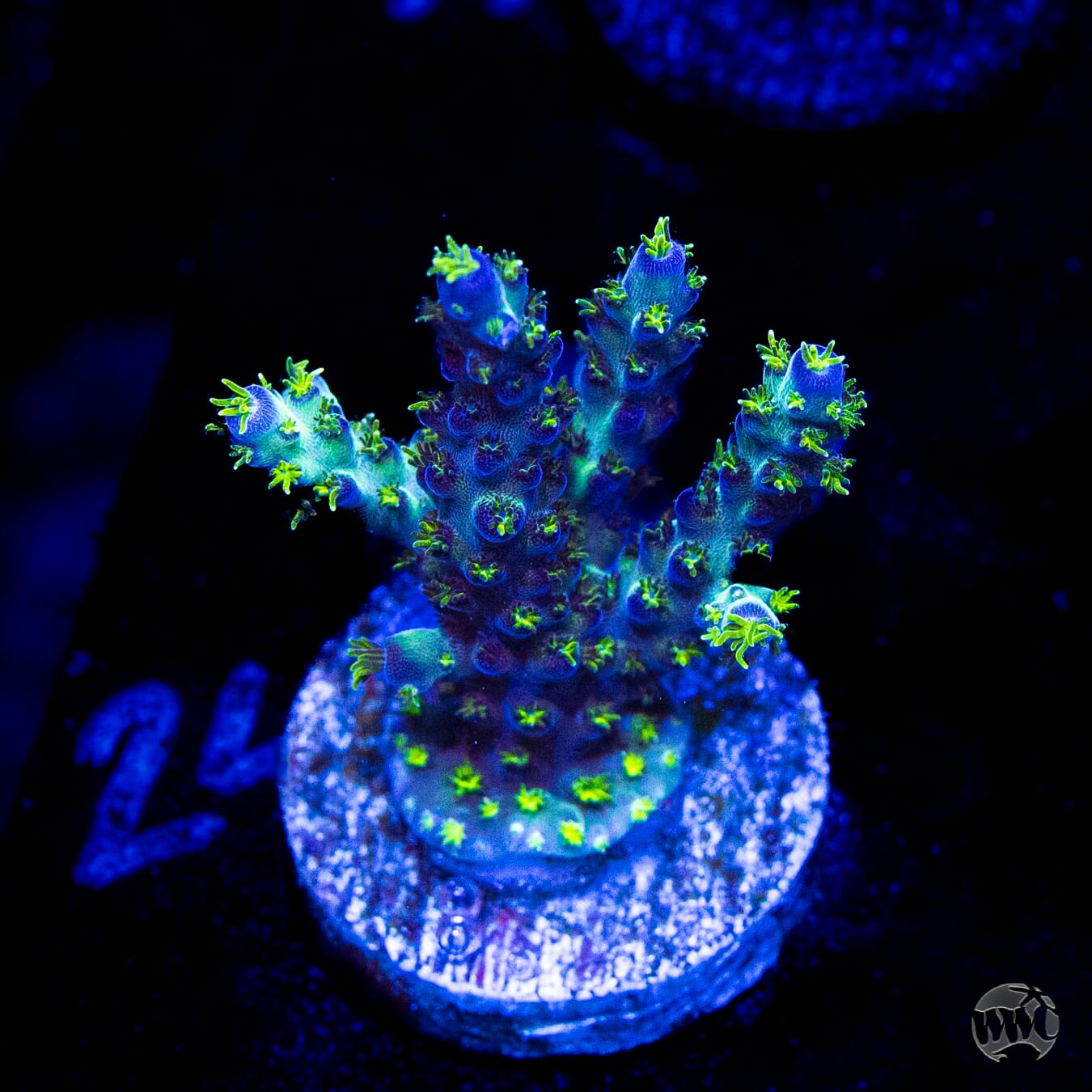 WWC Aussie Special Acropora