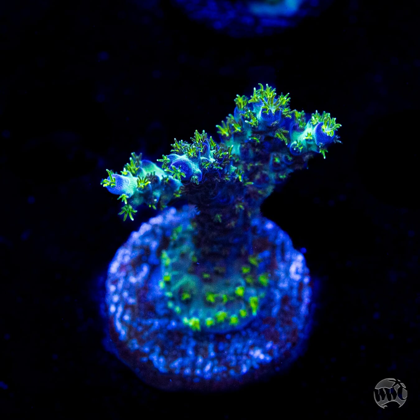 WWC Aussie Special Acropora