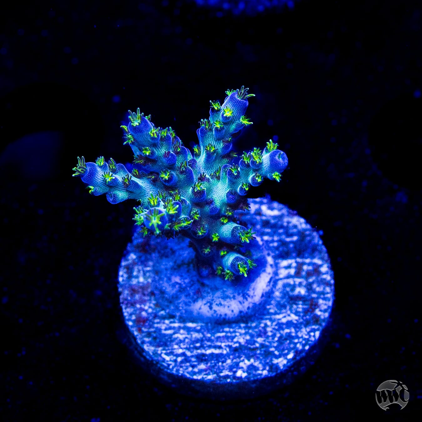 WWC Aussie Special Acropora