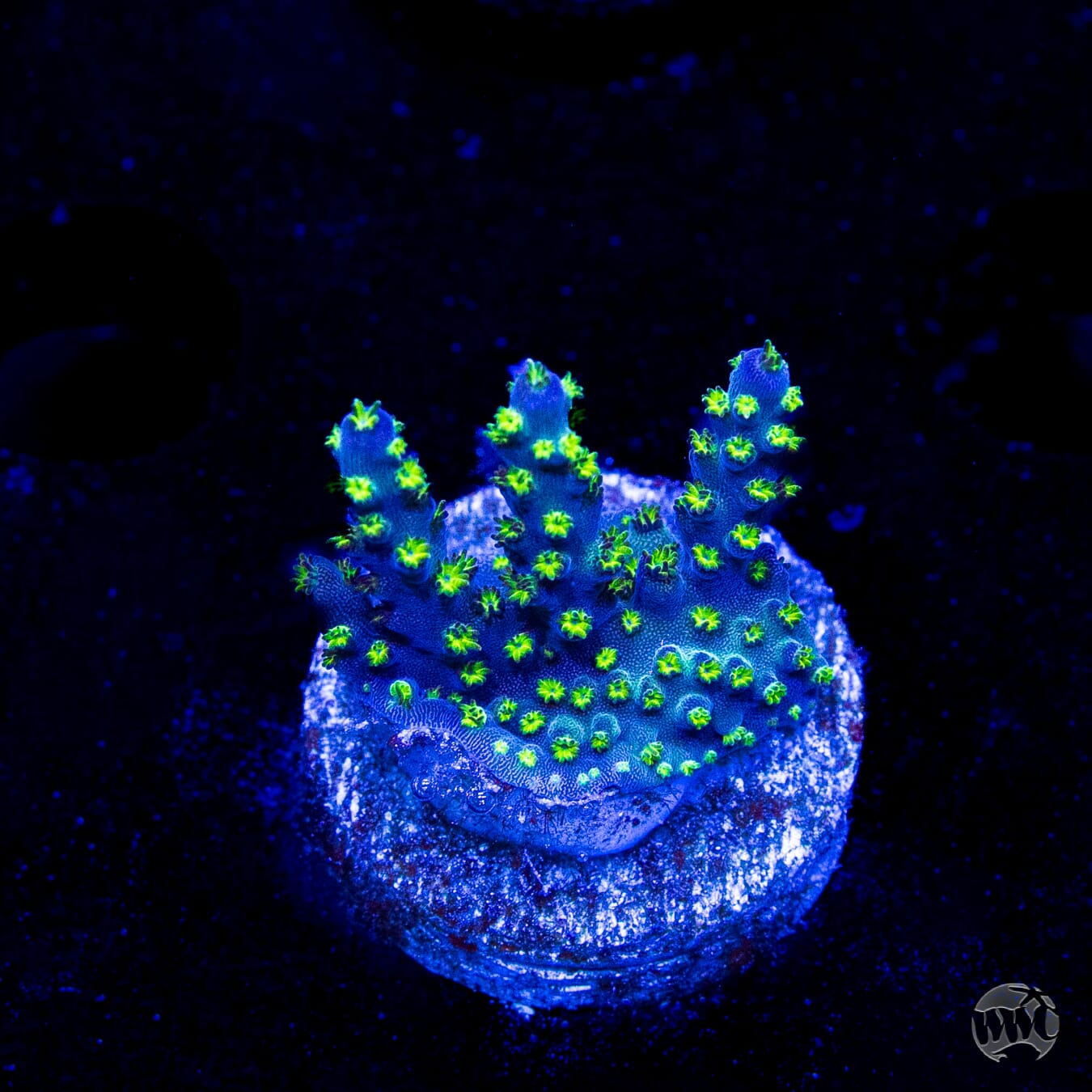 WWC Aussie Special Acropora