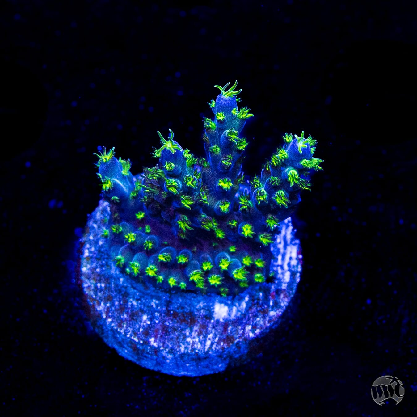 WWC Aussie Special Acropora