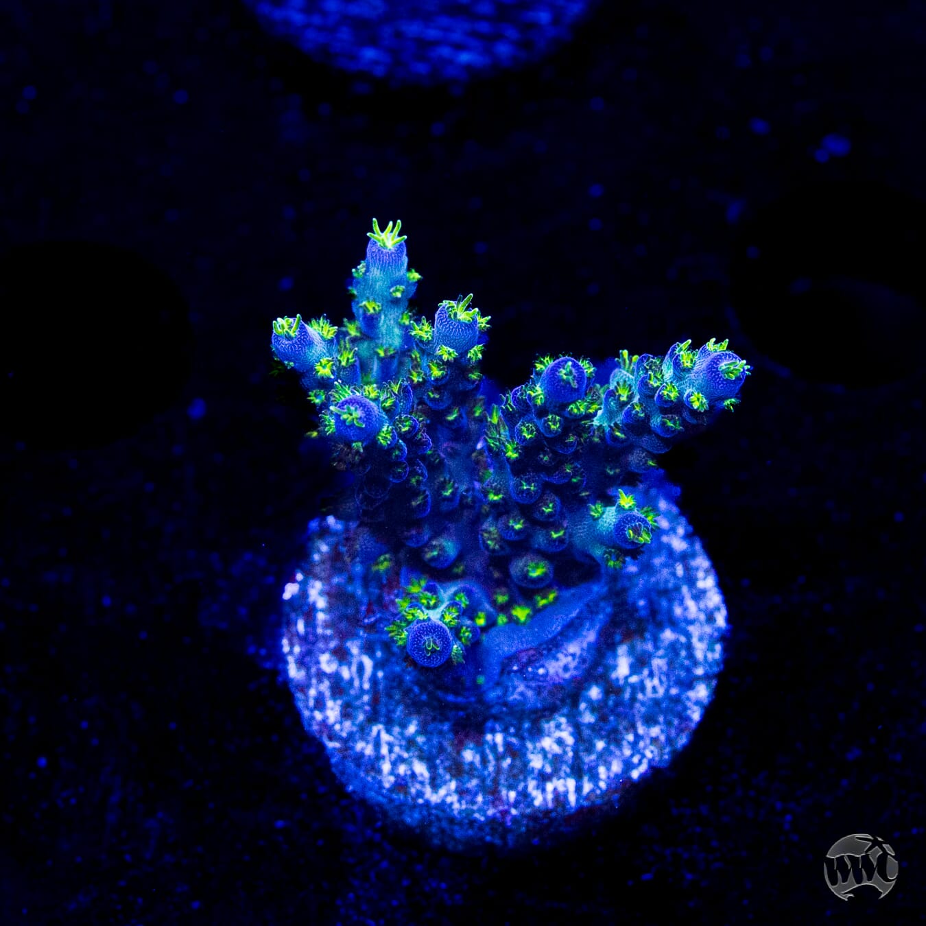 WWC Aussie Special Acropora