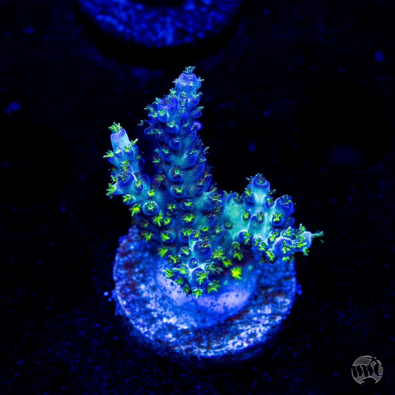 WWC Aussie Special Acropora