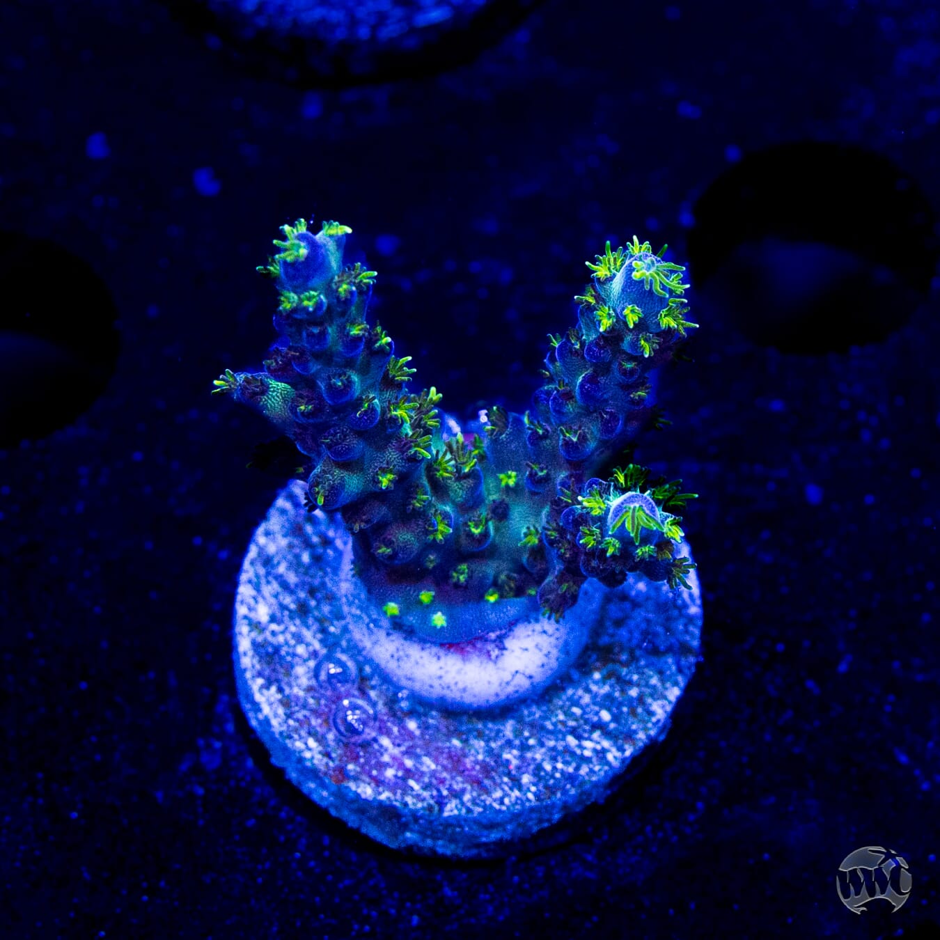 WWC Aussie Special Acropora