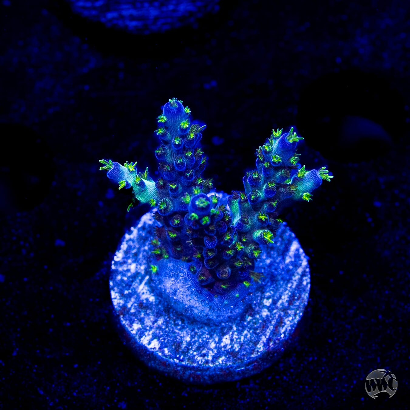 WWC Aussie Special Acropora